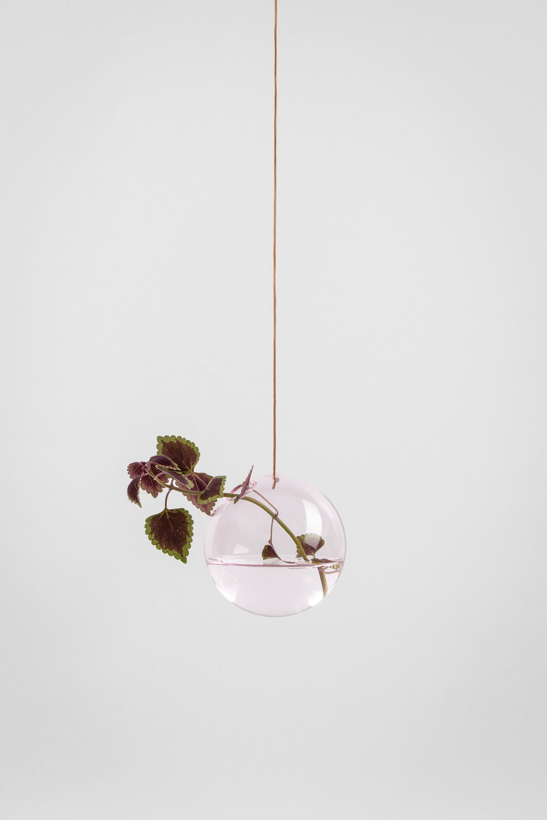 Studio om hängande blommobubblorvasmedium, Rose