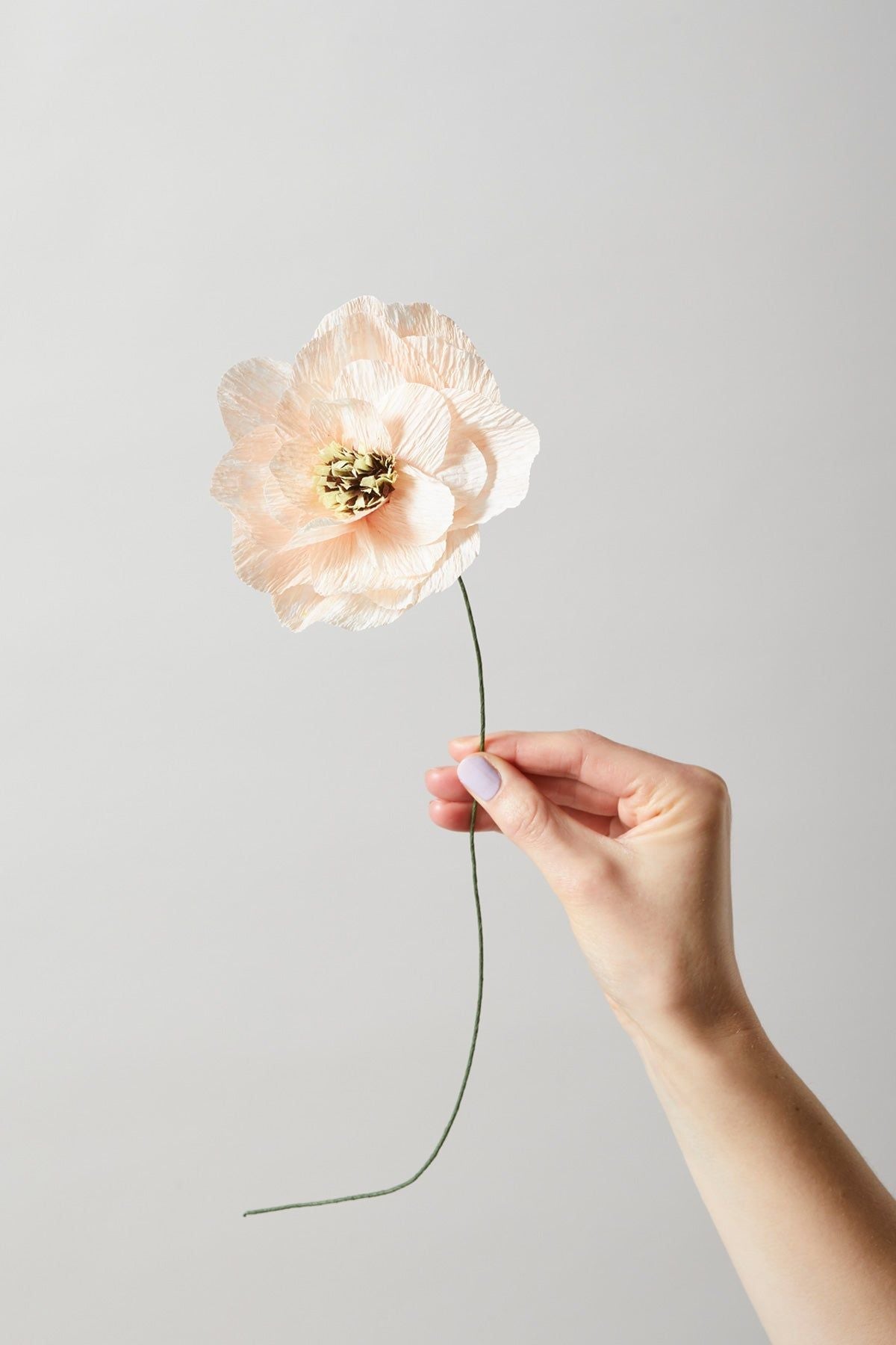 Estudio sobre Papel Flower Poppy, desnudo