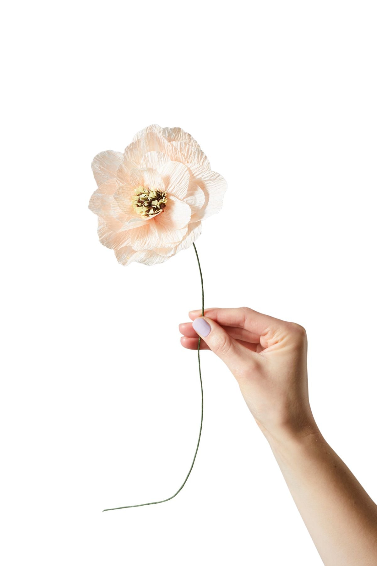 Estudio sobre Papel Flower Poppy, desnudo