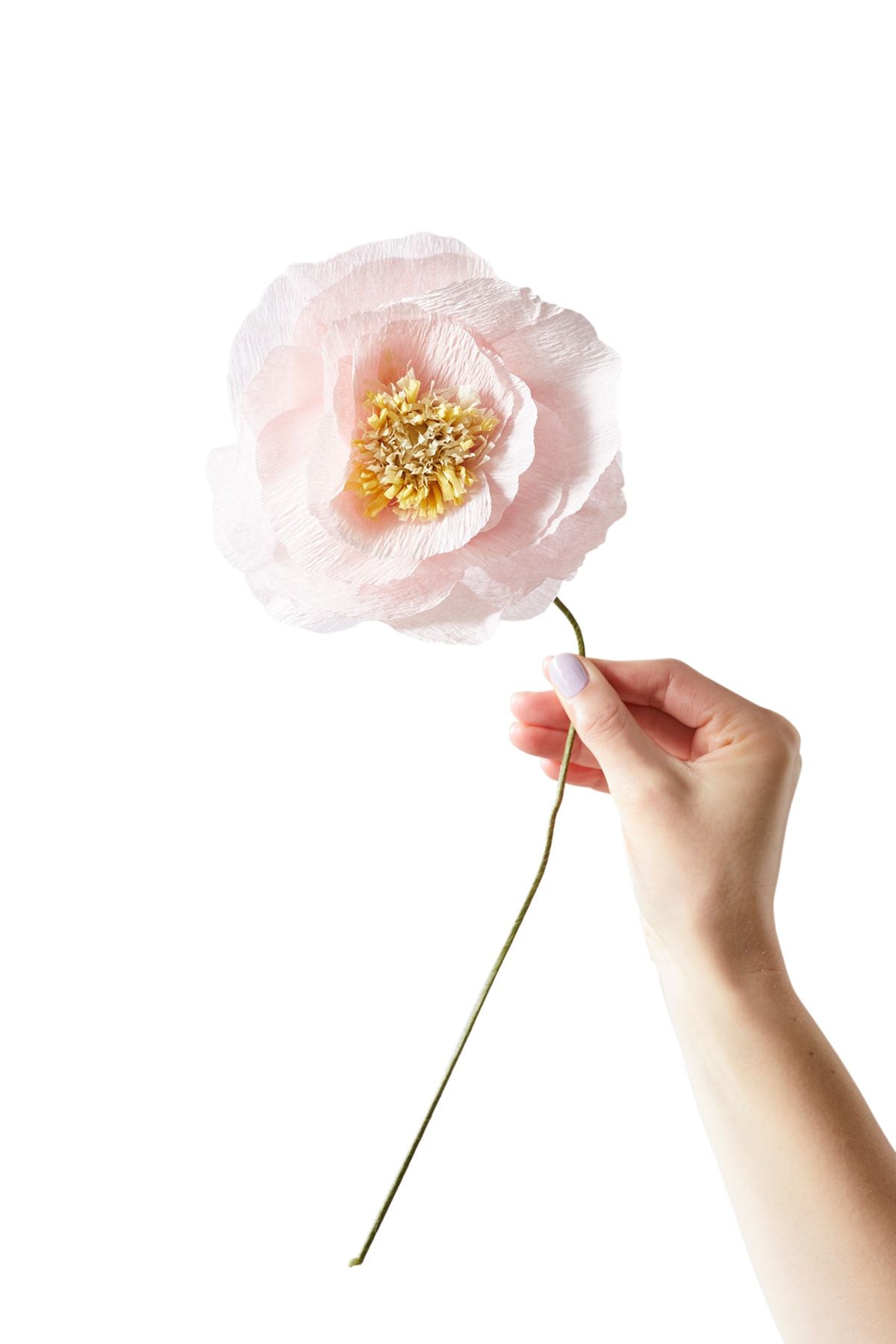 Studio sur du papier de fleur de papier pavot, rose