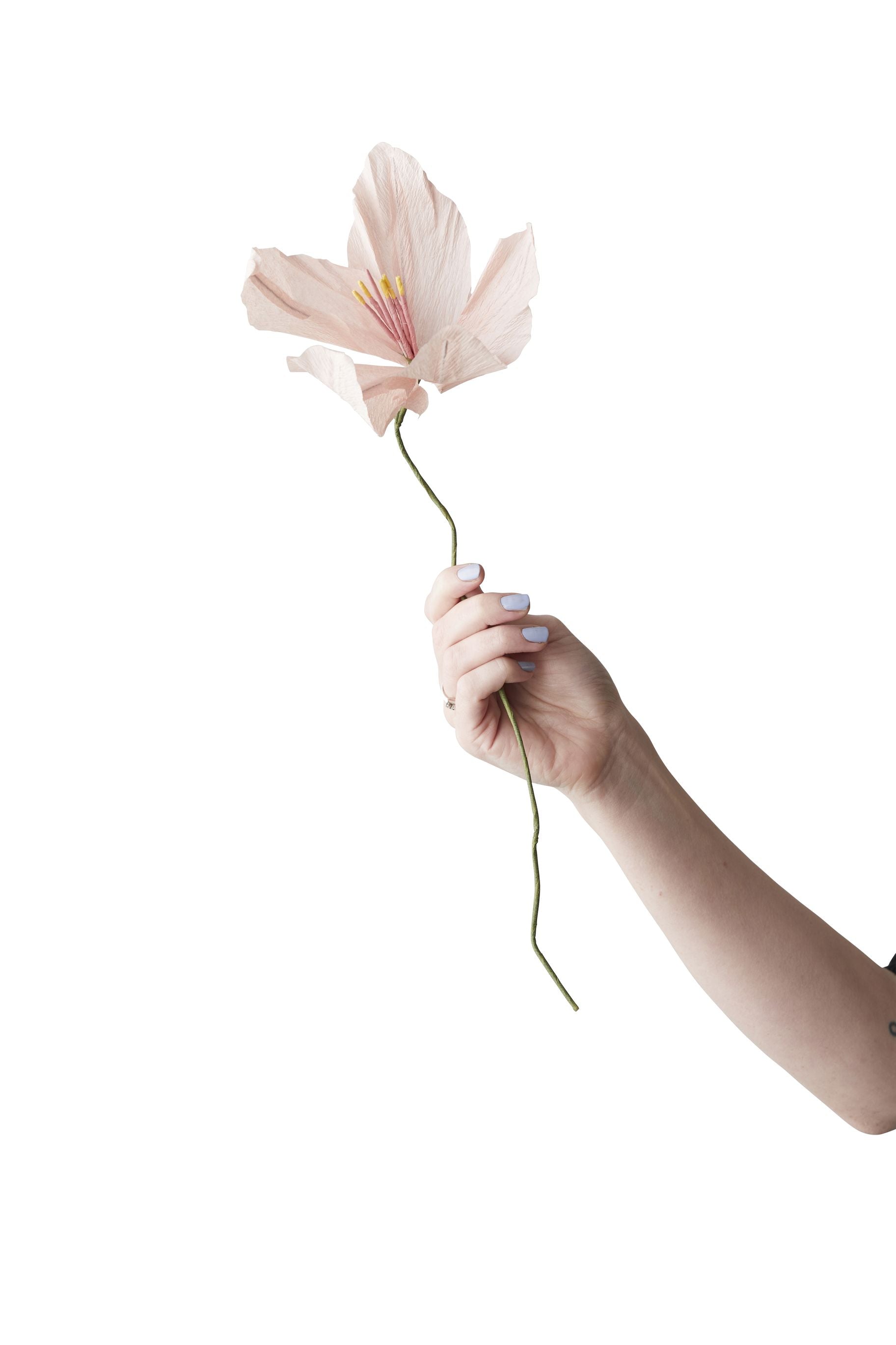 Studio sur du papier de fleur de papier, rose