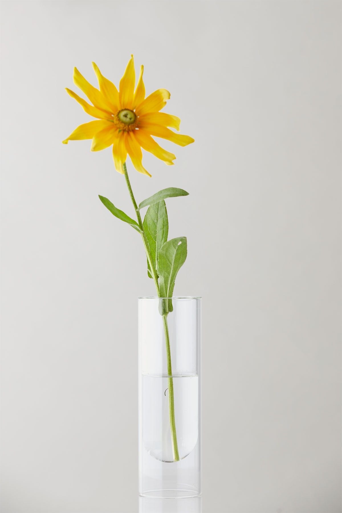 Studio om blomsterrørvase 20 cm, gennemsigtig