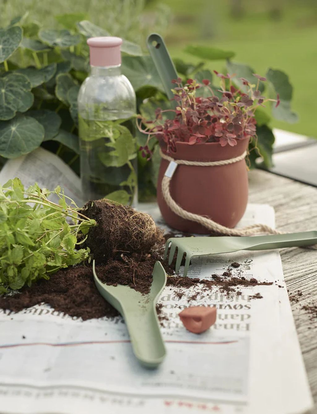 Rig tig vokser det blomsterplanter, grå