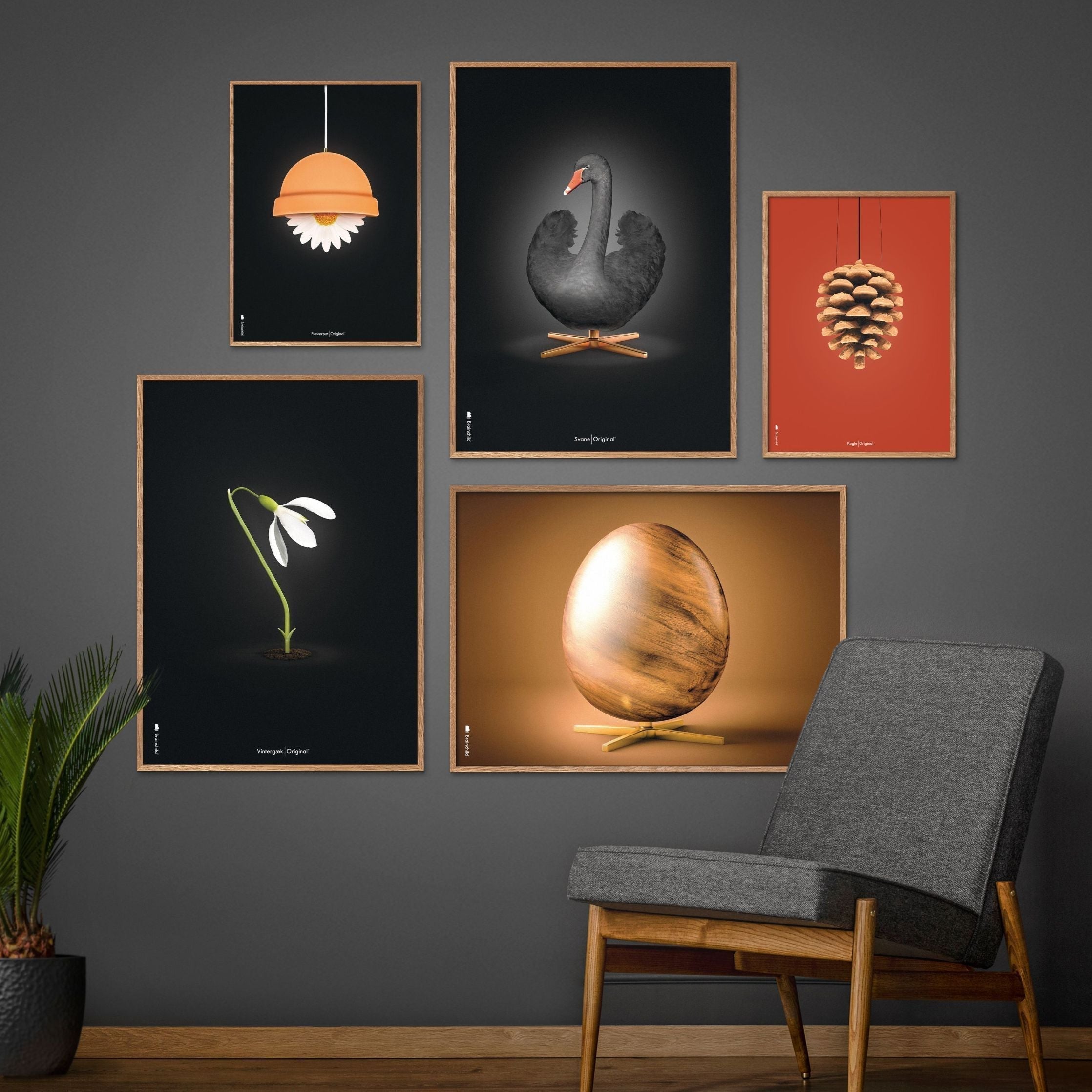 [product_category]-Brainchild Pine Cone Classic Poster, Frame In Black Lacquered Wood 50x70 Cm, Red Background-Brainchild-25003-C-BRA-9
