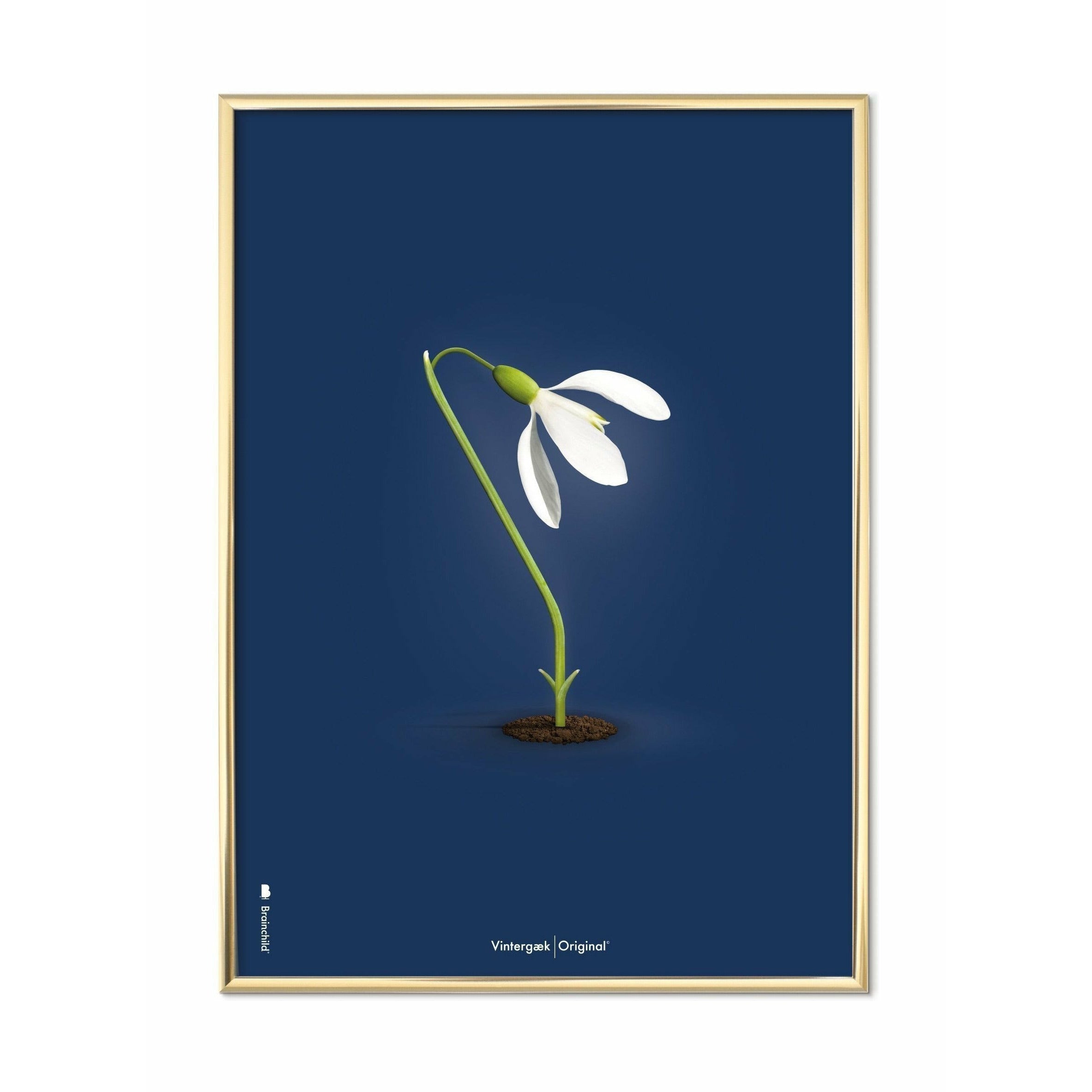 Brainchild Snowdrop Classic Plakat, messingfarvet ramme A5, mørkeblå baggrund