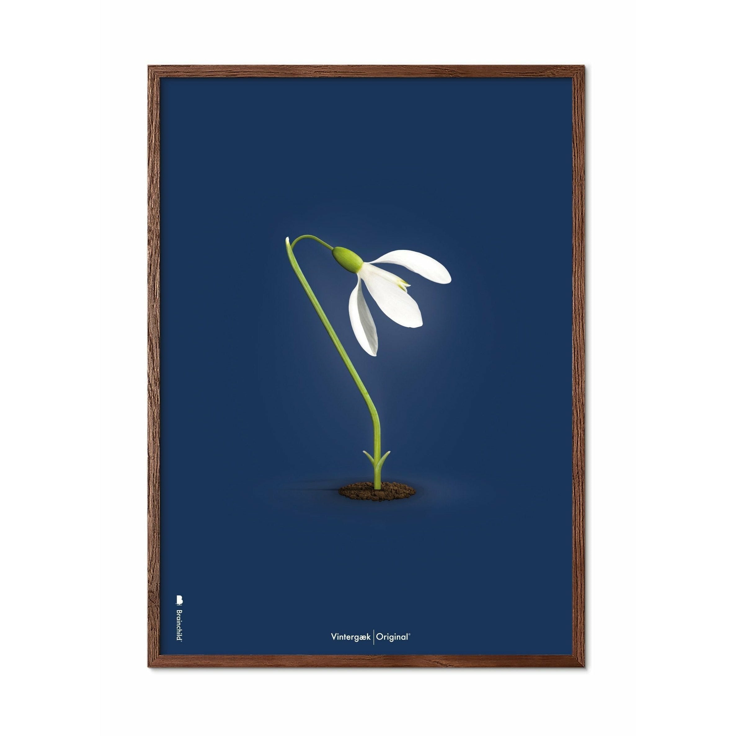 Póster clásico de Snowdrop de creación, marco de madera oscura A5, fondo azul oscuro