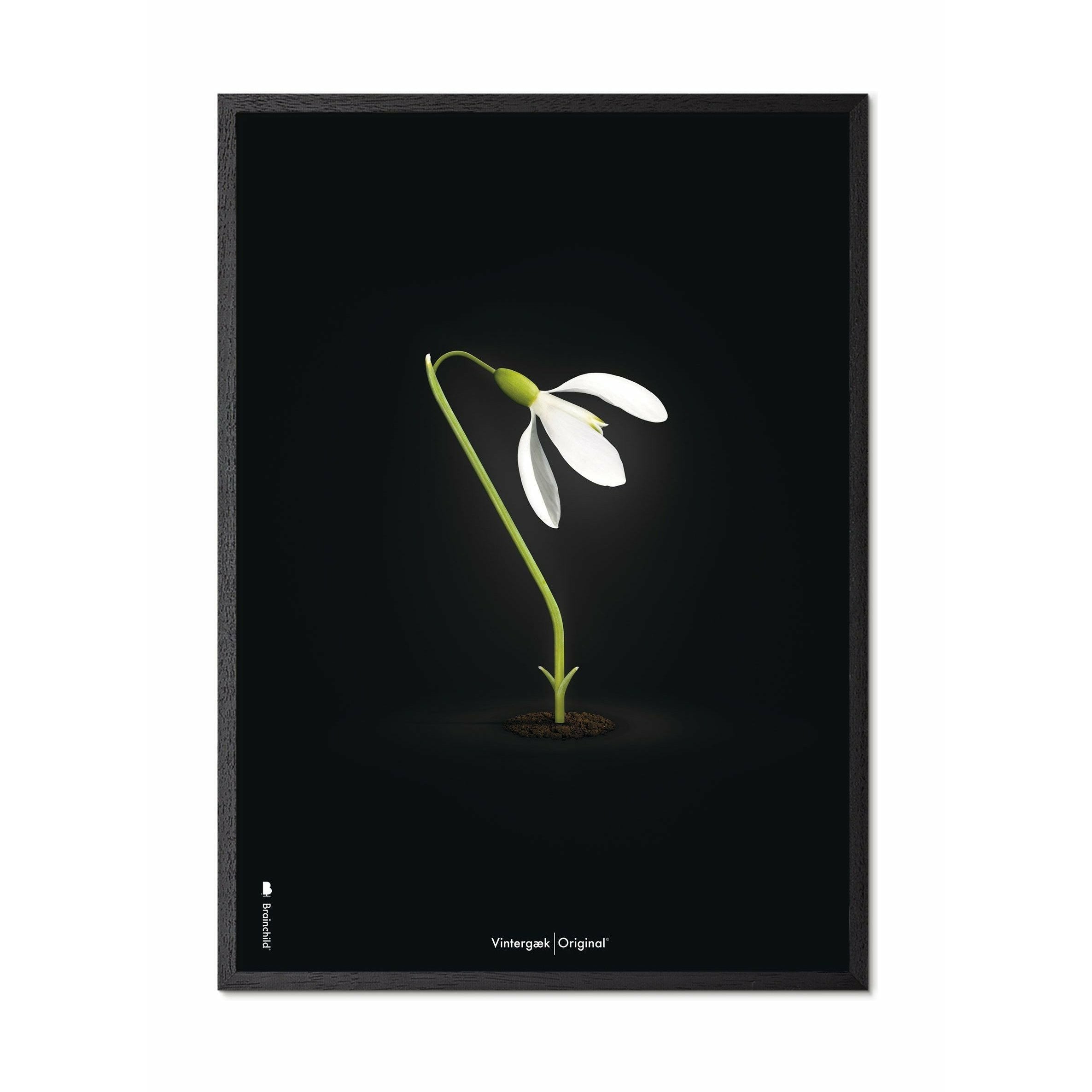 Brainchild Snowdrop Classic plakat, ramme i sort lakeret træ 30x40 cm, sort baggrund