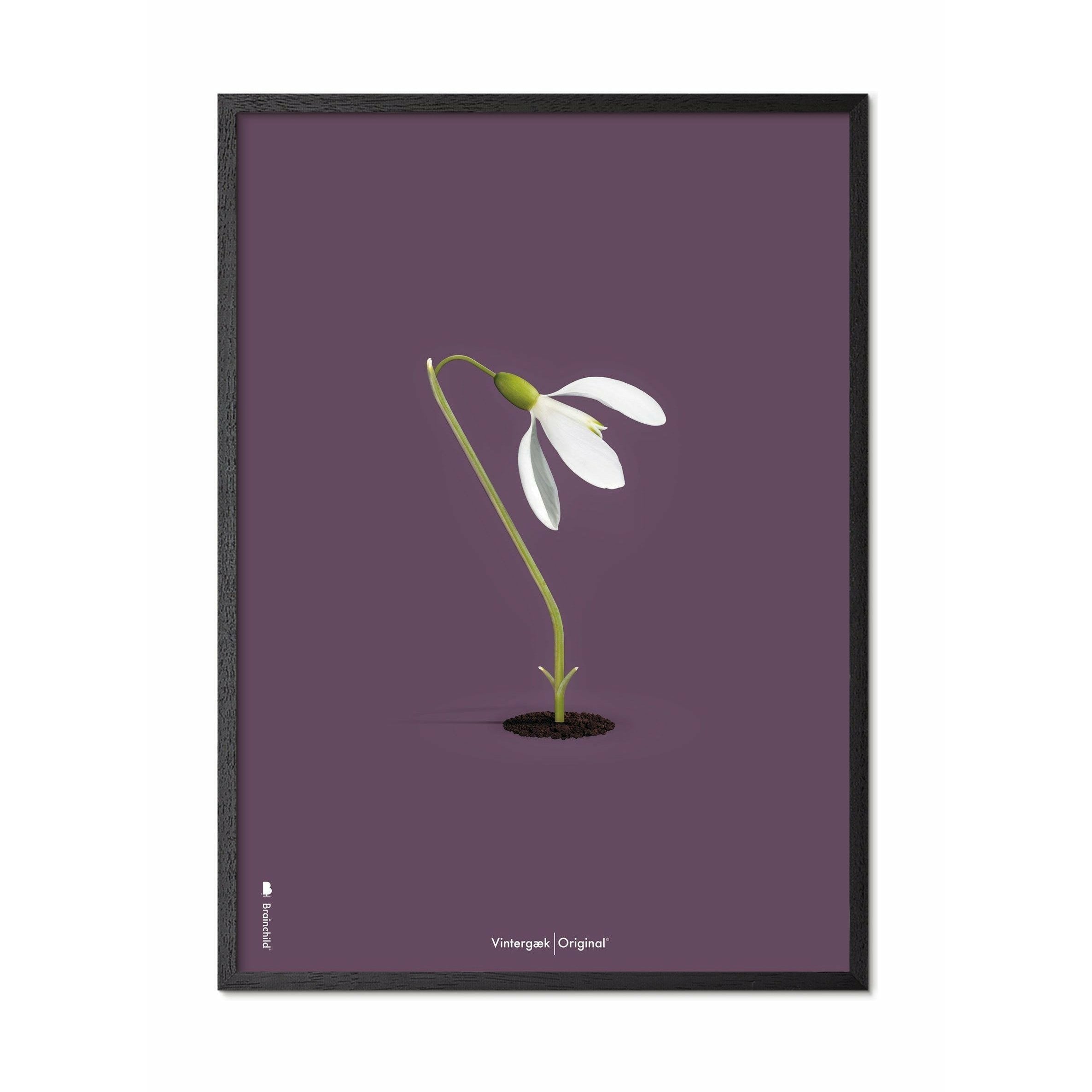 Póster clásico de Snowdrop de creación, marco en madera lacada negra de 70x100 cm, fondo morado