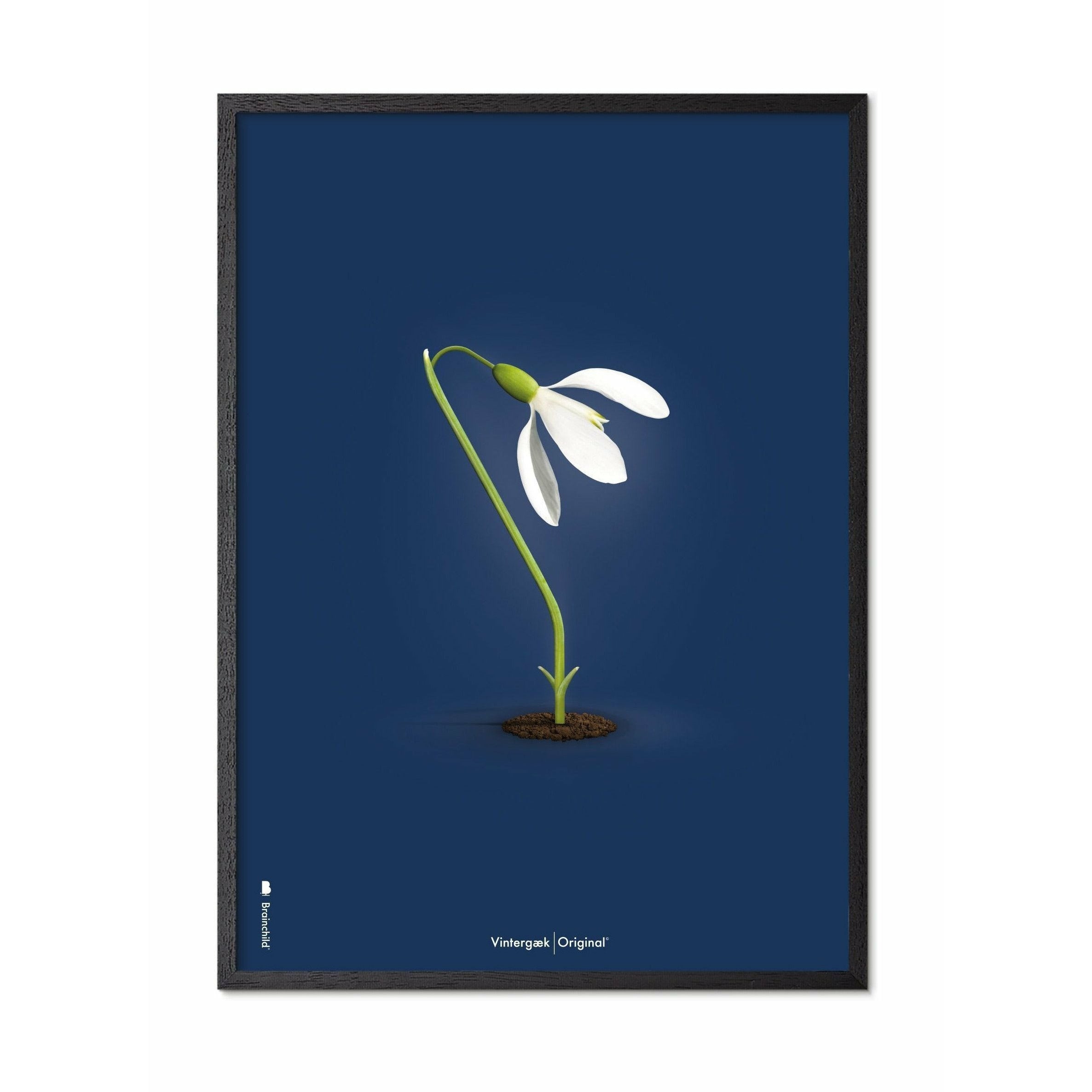 Póster clásico de Snowdrop de creación, marco en madera lacada negra A5, fondo azul oscuro