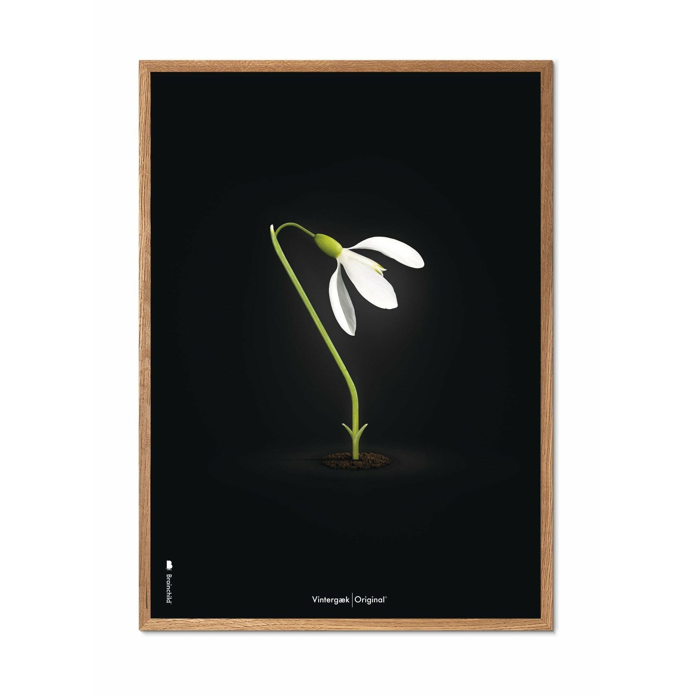 Póster clásico de Snowdrop de creación, marco hecho de madera clara de 30x40 cm, fondo negro