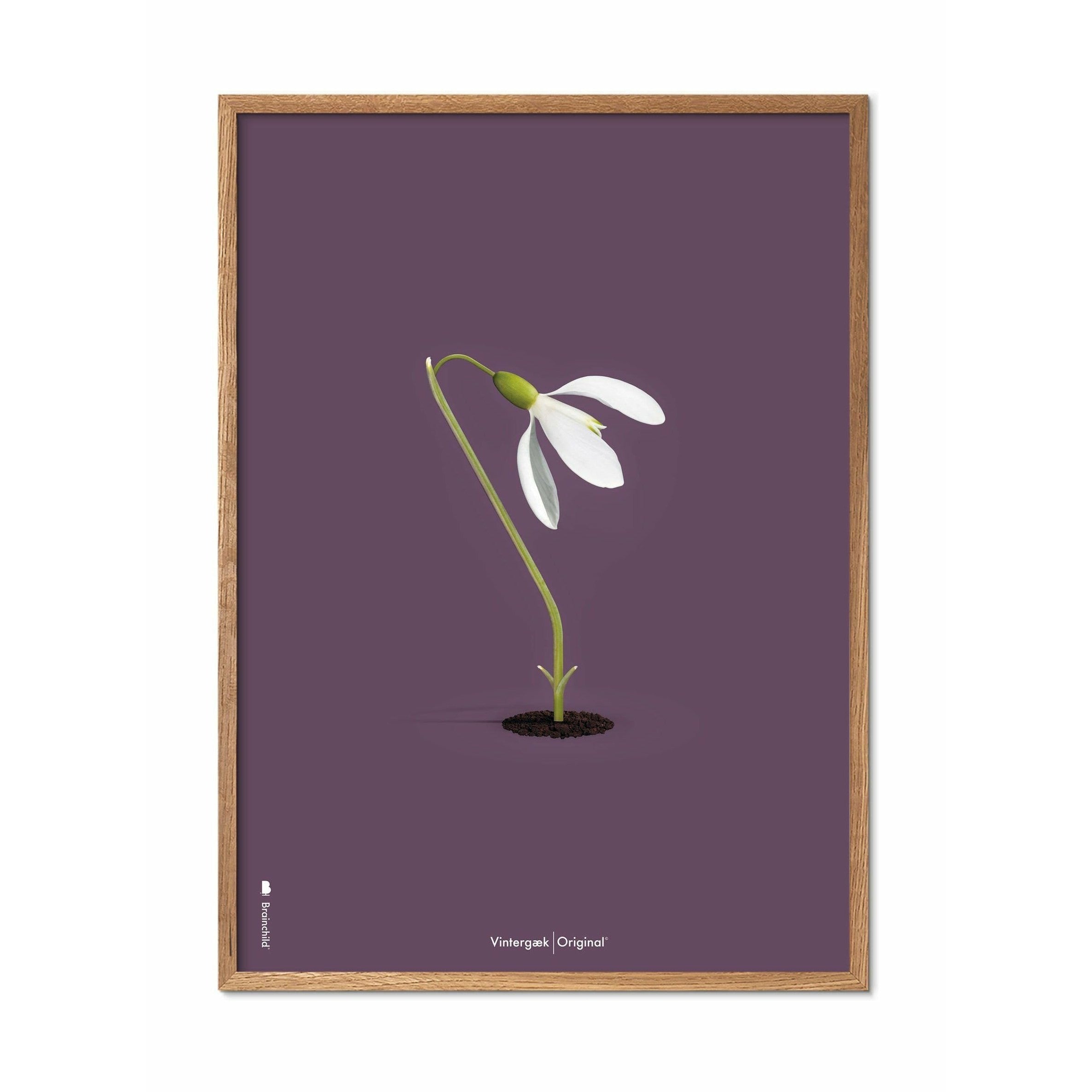 Póster clásico de Snowdrop de creación, marco hecho de madera clara de 70x100 cm, fondo morado