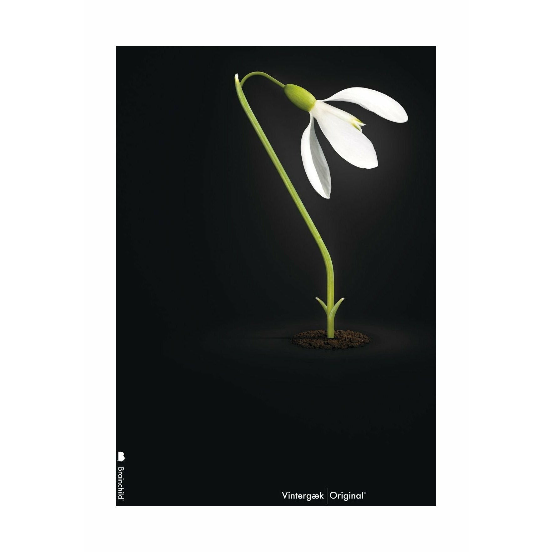 Póster clásico de Snowdrop de creación sin marco 30x40 cm, fondo negro