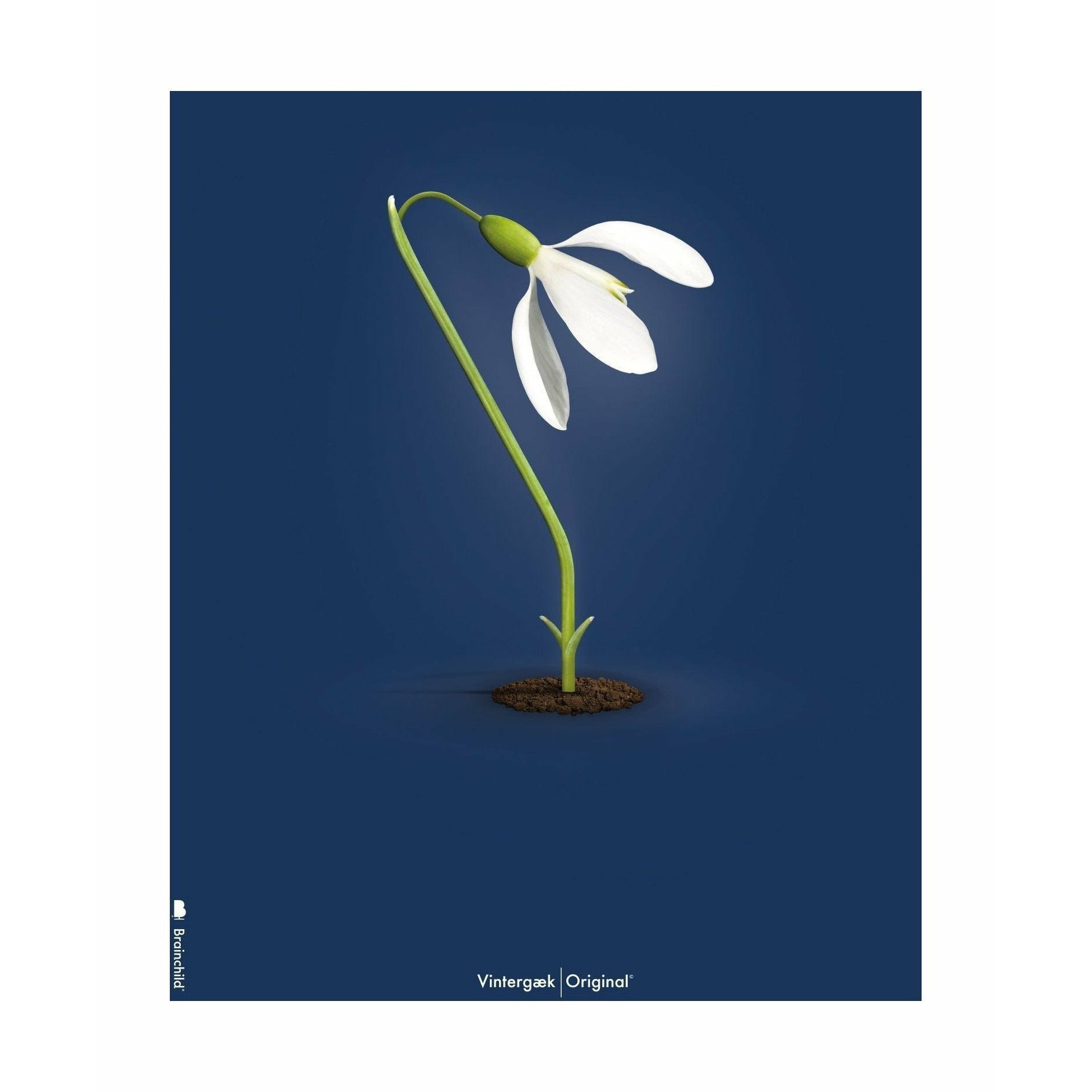 Póster clásico de Snowdrop de creación sin marco 30x40 cm, fondo azul oscuro