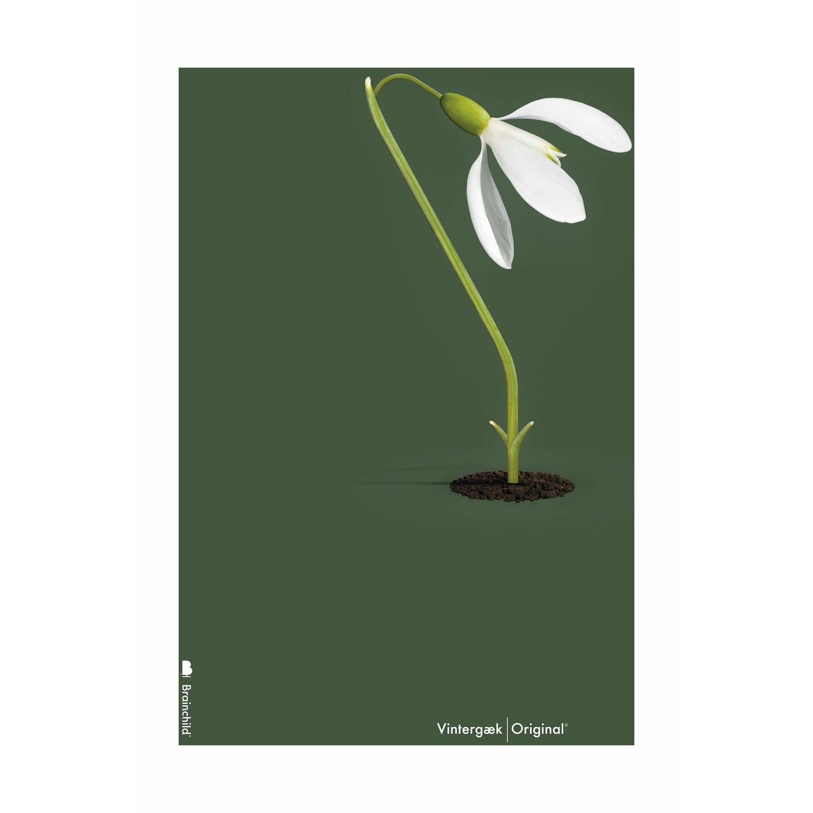 [product_category]-Brainchild Snowdrop Classic Poster Without Frame 70 X100 Cm, Green Background-Brainchild-5713713200586-61004-BRA-1