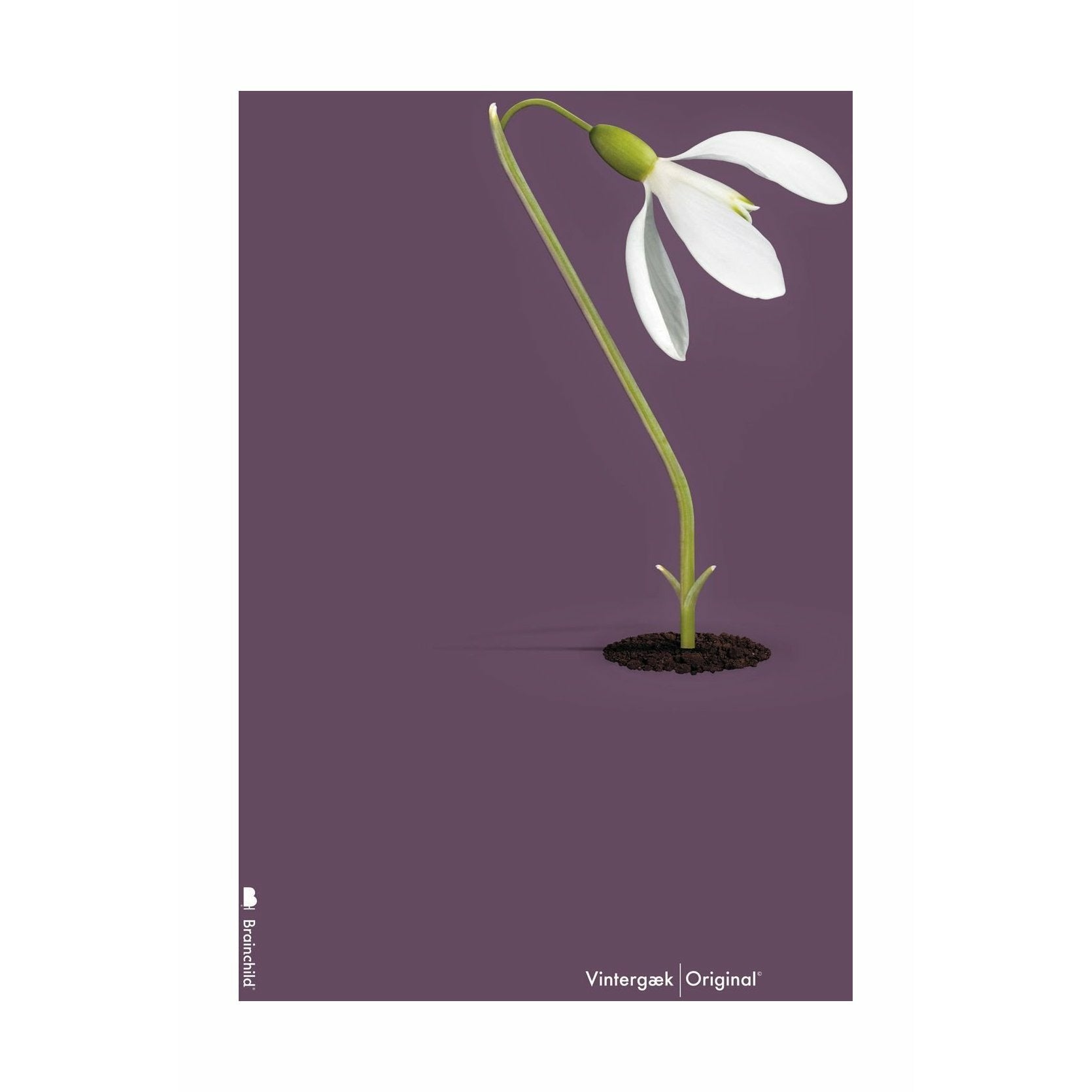 Brainchild Snowdrop Classic plakat uden ramme 70 x100 cm, lilla baggrund