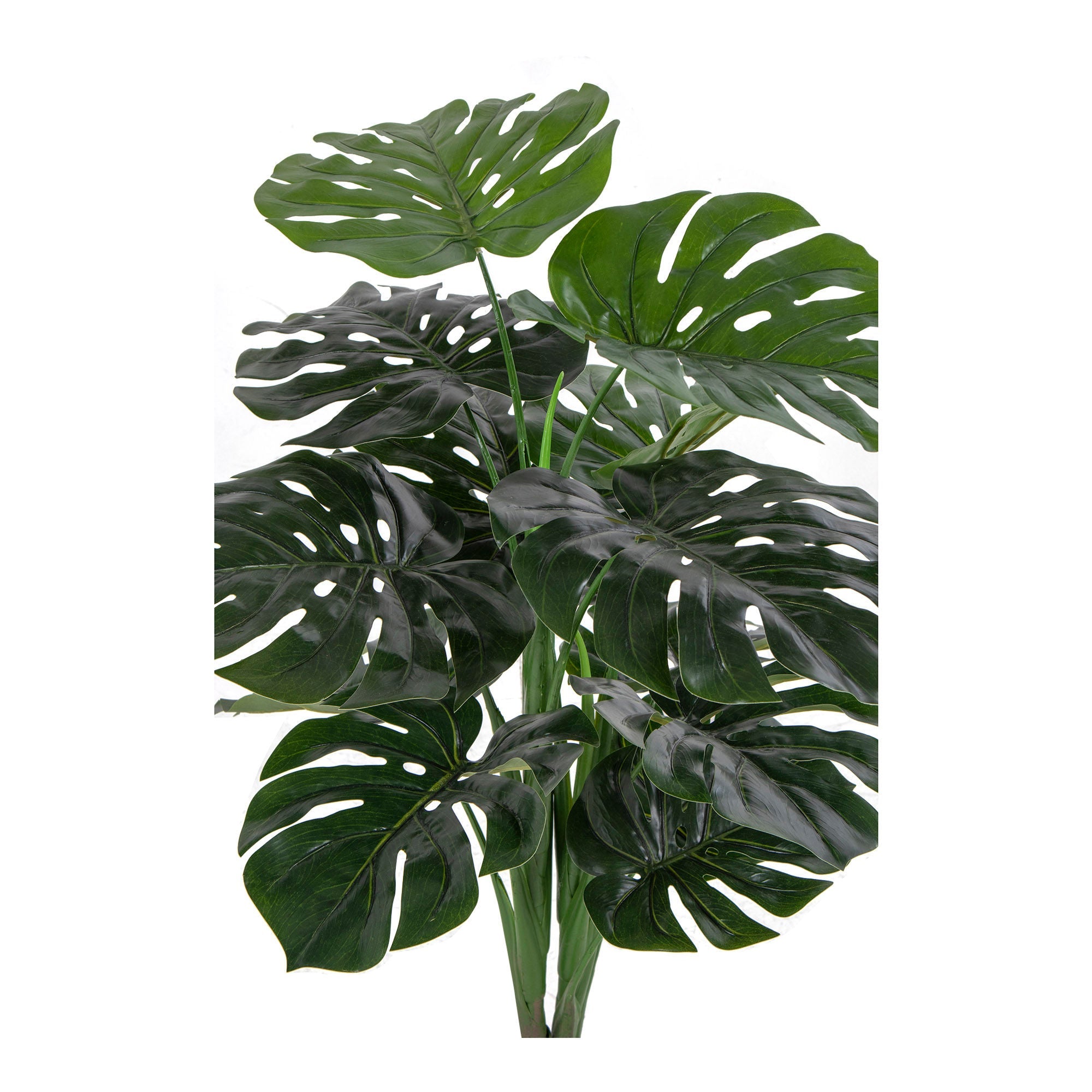 Haus nordisches Monstera