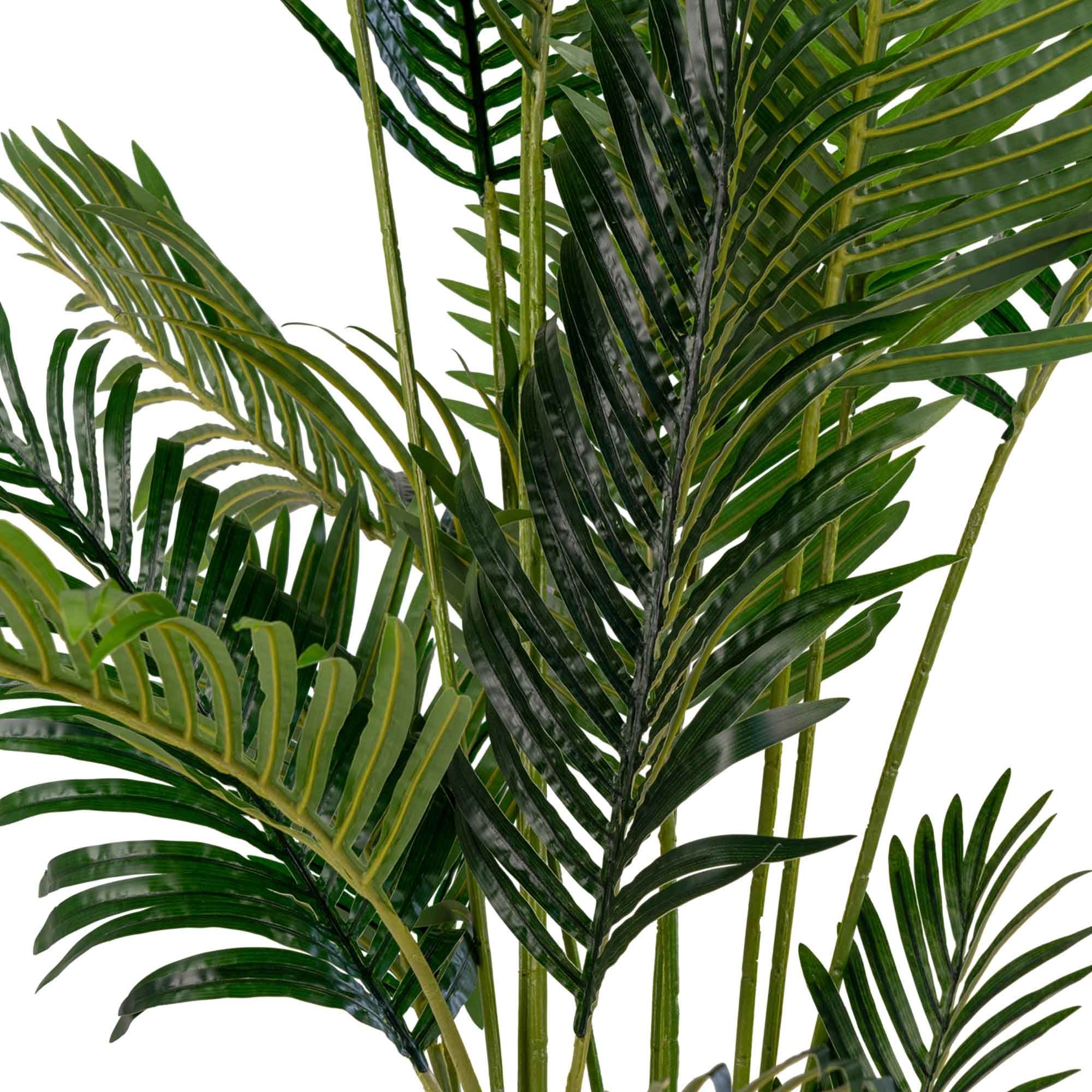 Haus nordischer Areca Palm