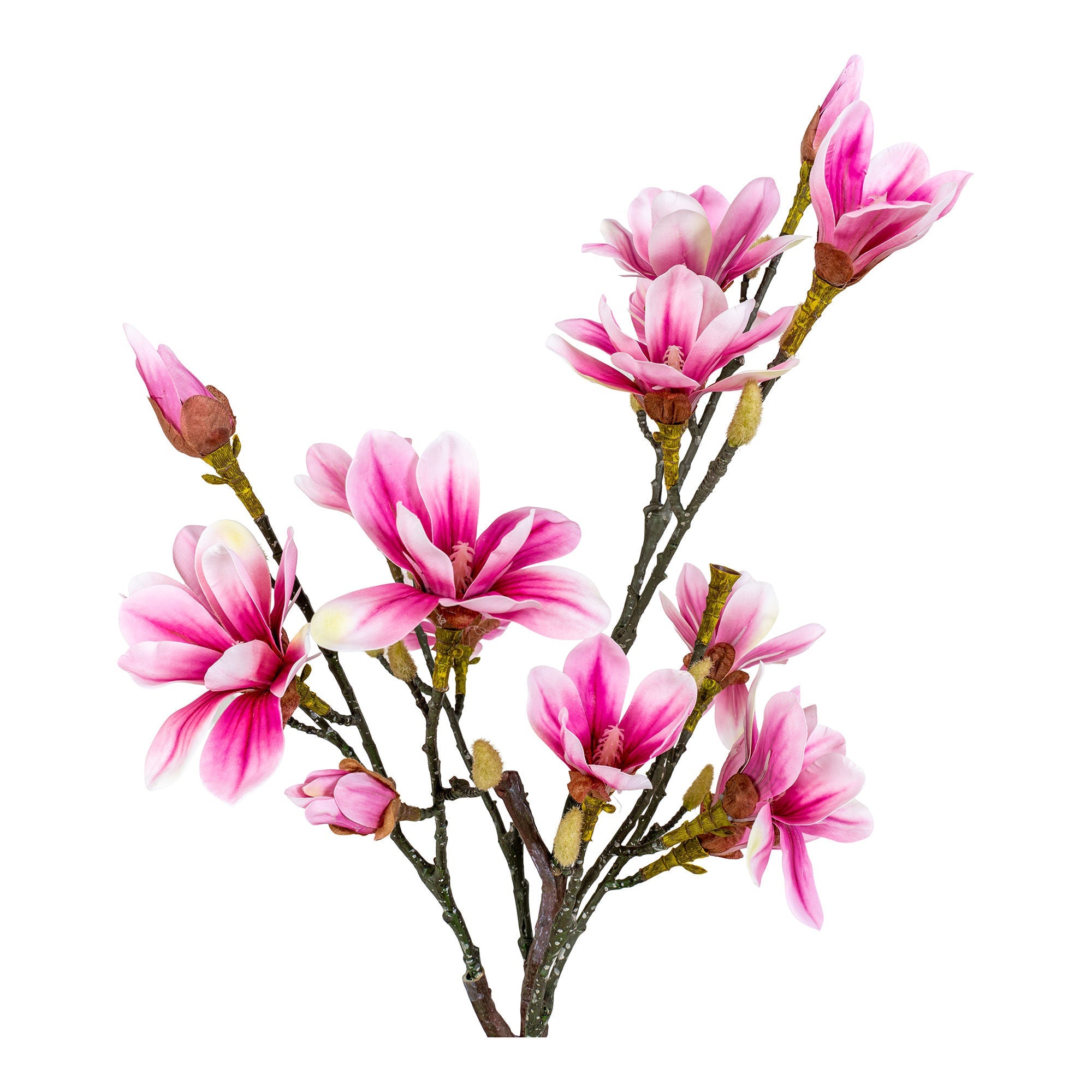 Huis Noordse magnolia -boom