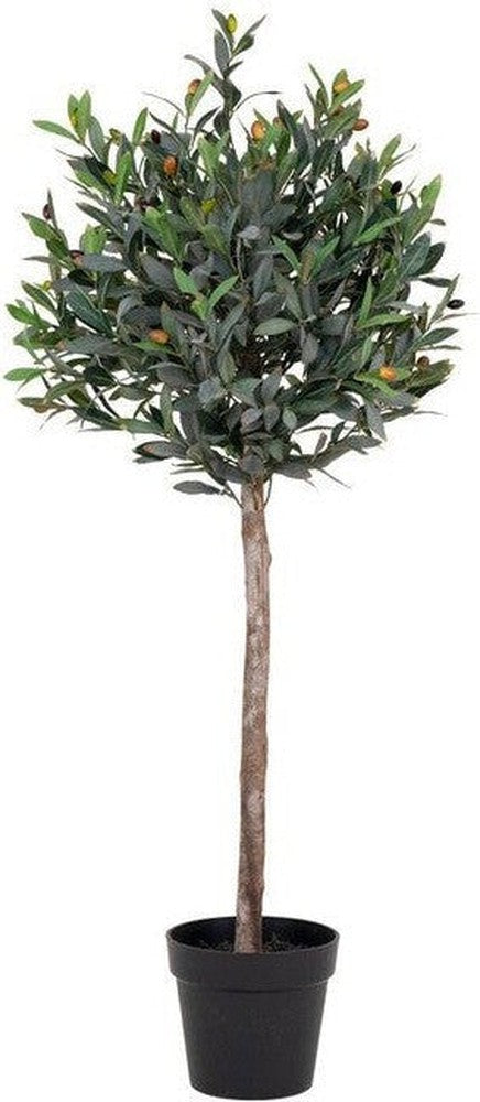 House Nordic Olive Tree