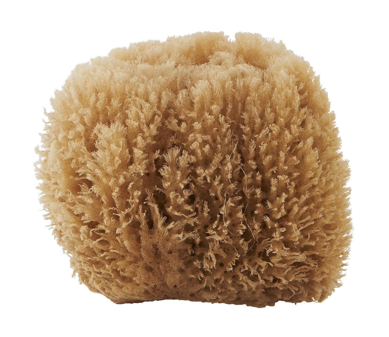 [product_category]-Meraki Sponge, Bahamas-Meraki-5707644458079-309250009-MER-5