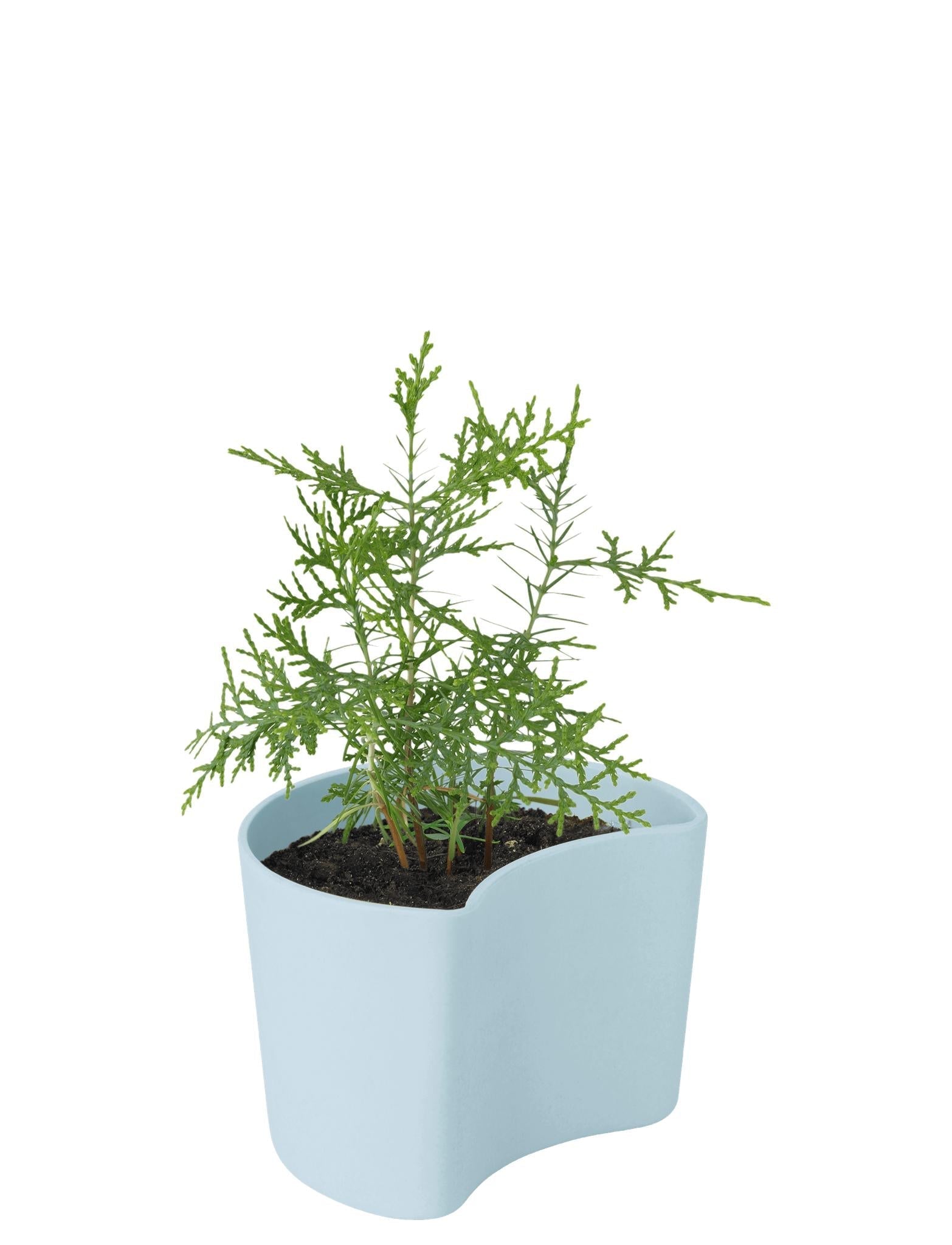 [product_category]-Rig Tig Your Tree Flower Pots With Seeds, Blue-Rig-Tig-5709846025813-Z00136-3-RIG-2