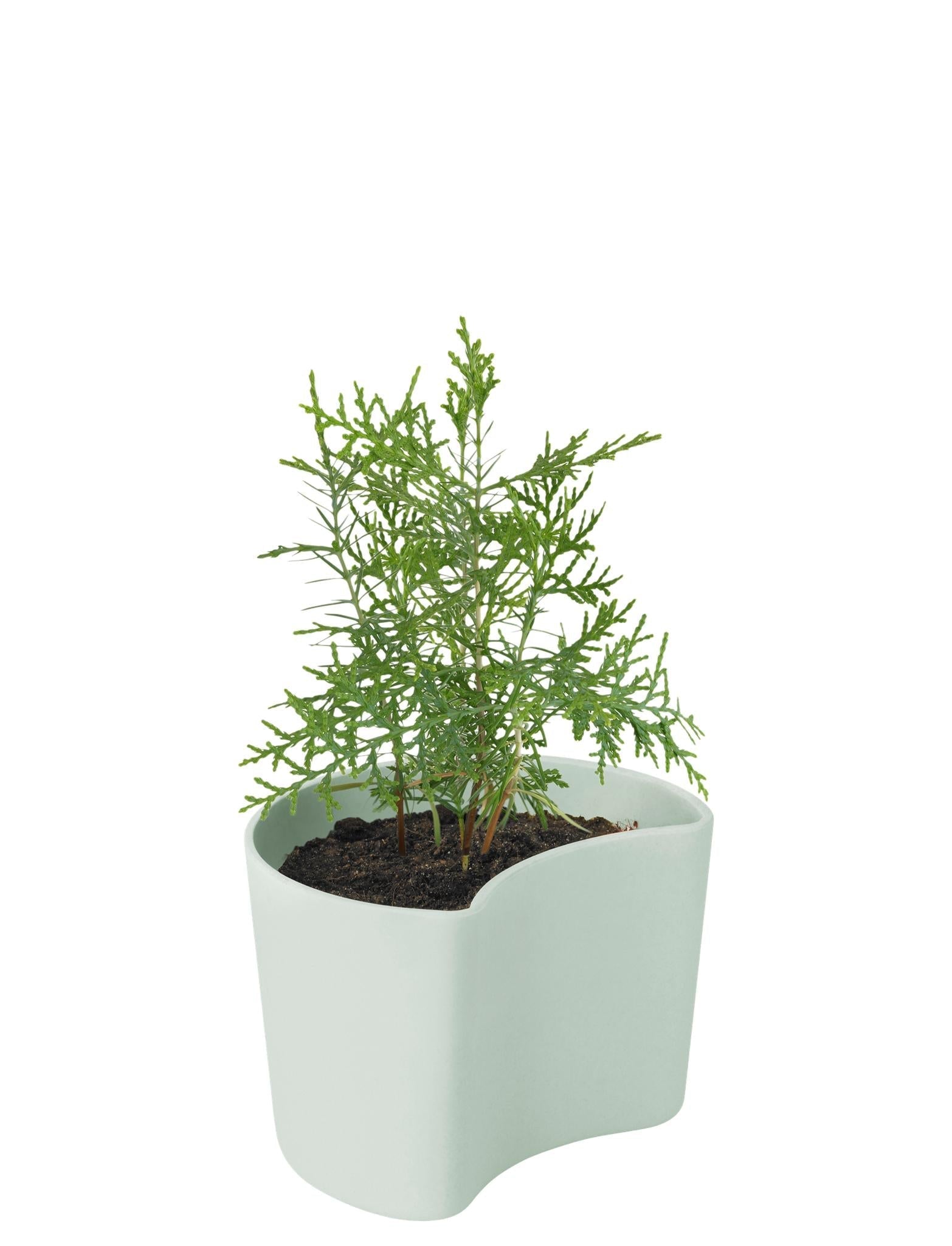 [product_category]-Rig Tig Your Tree Flower Pots With Seeds, Green-Rig-Tig-5709846025790-Z00136-1-RIG-10