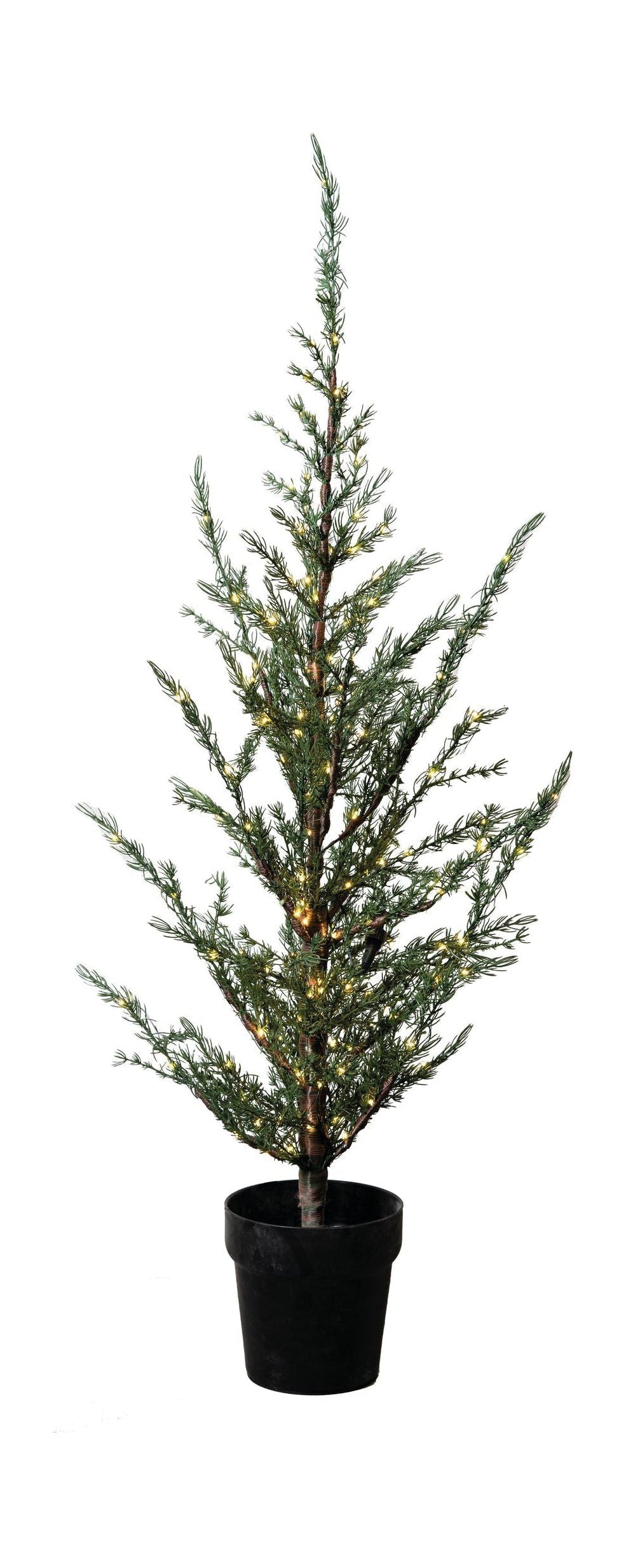 Sirius Milas Ceder Tree, H100 cm