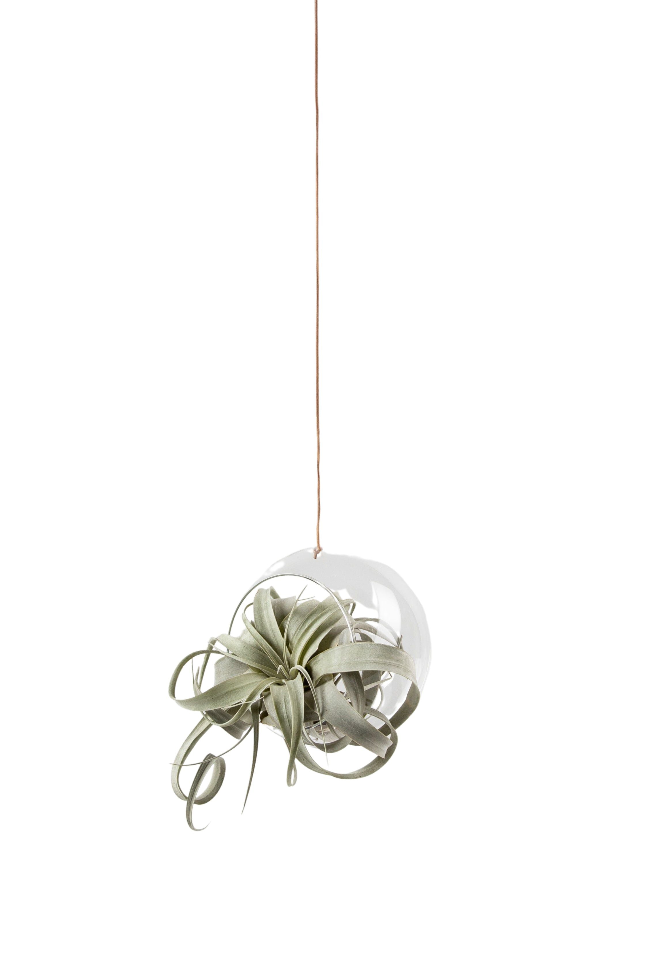 [product_category]-Studio About Hanging Plant Bubble Vase Large, Transparent-Studio About-5714356004029-135100T-STU-1