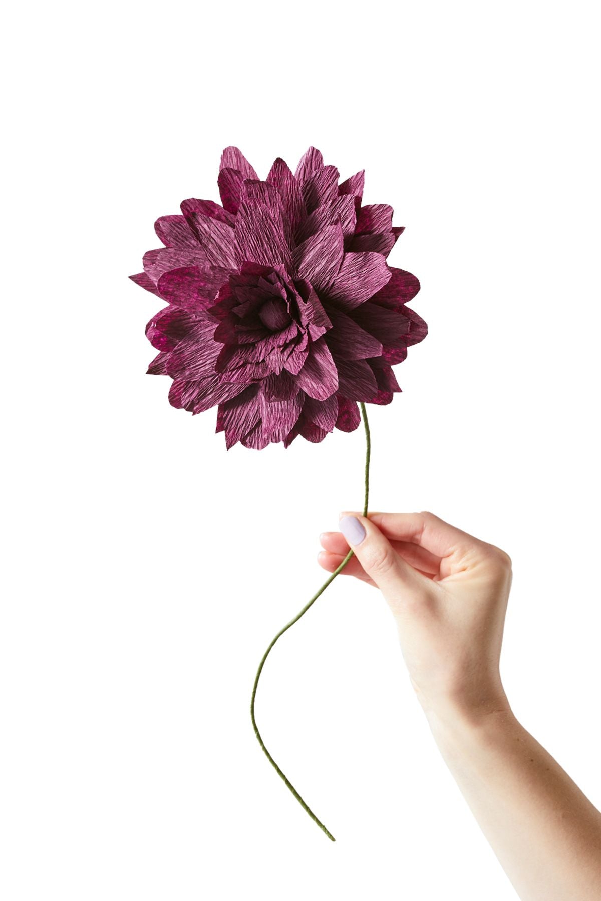 [product_category]-Studio About Paper Flower Grand Dahlia, Aubergine-Studio About-5714356014134-160460A-STU-1