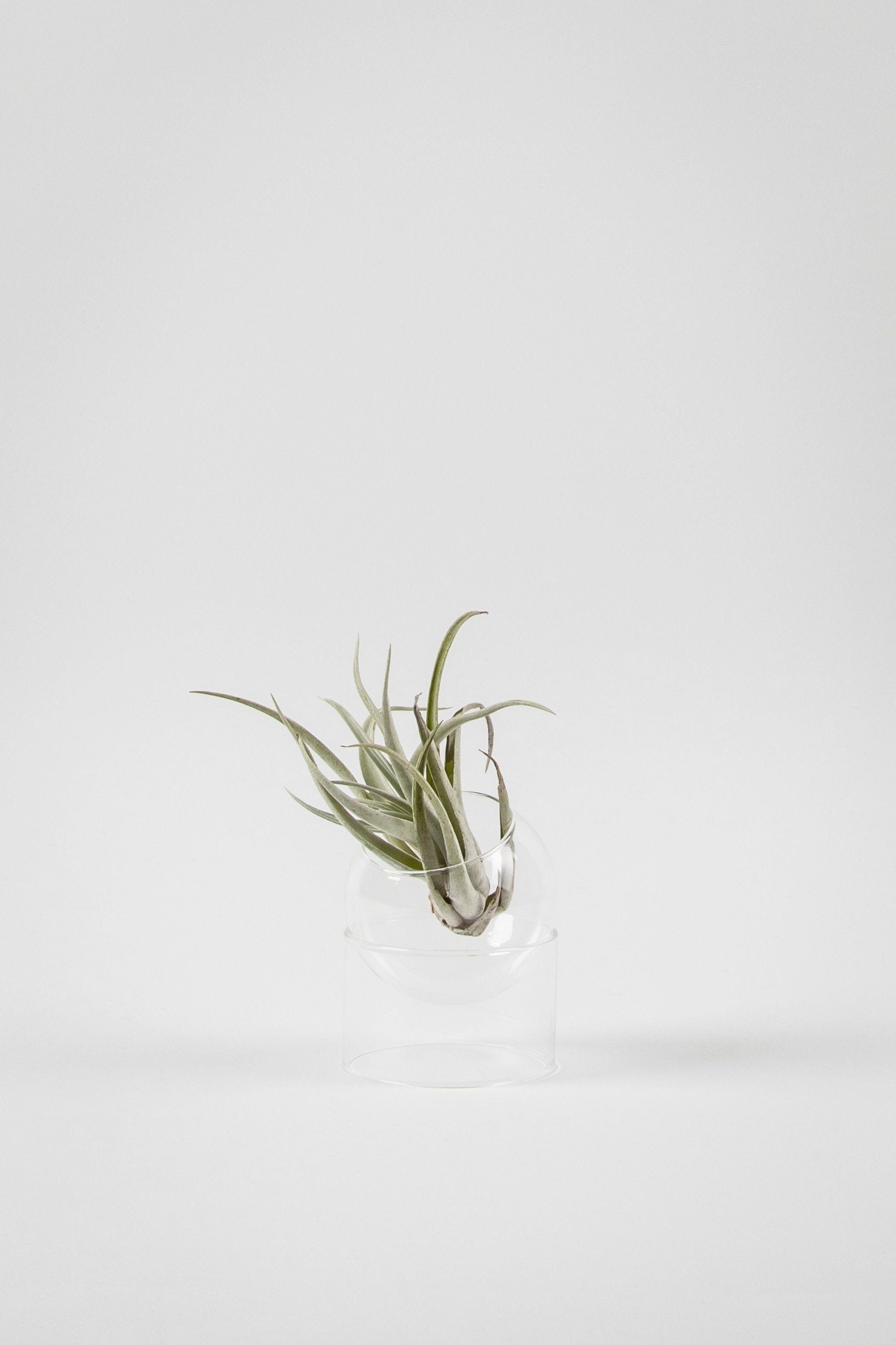 [product_category]-Studio About Standing Plant Bubble Vase, Transparent-Studio About-5714356010068-805550T-STU-2