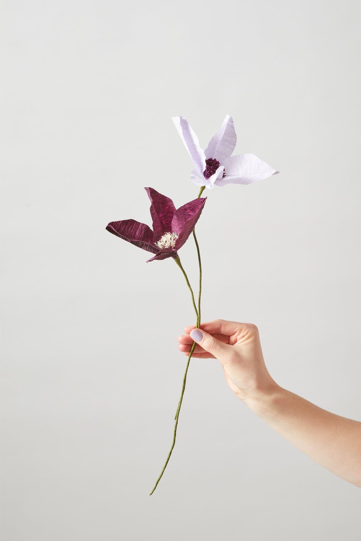 Estudio sobre papel clemátis de flores, púrpura