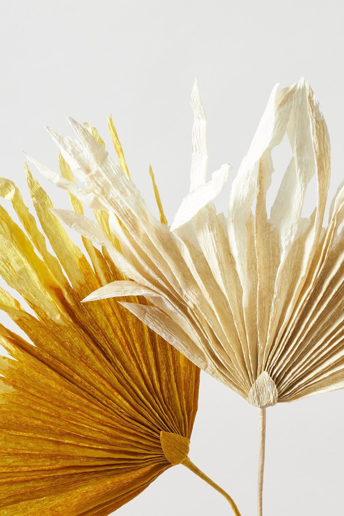 Estudio sobre Paper Flower Palm, Ochra
