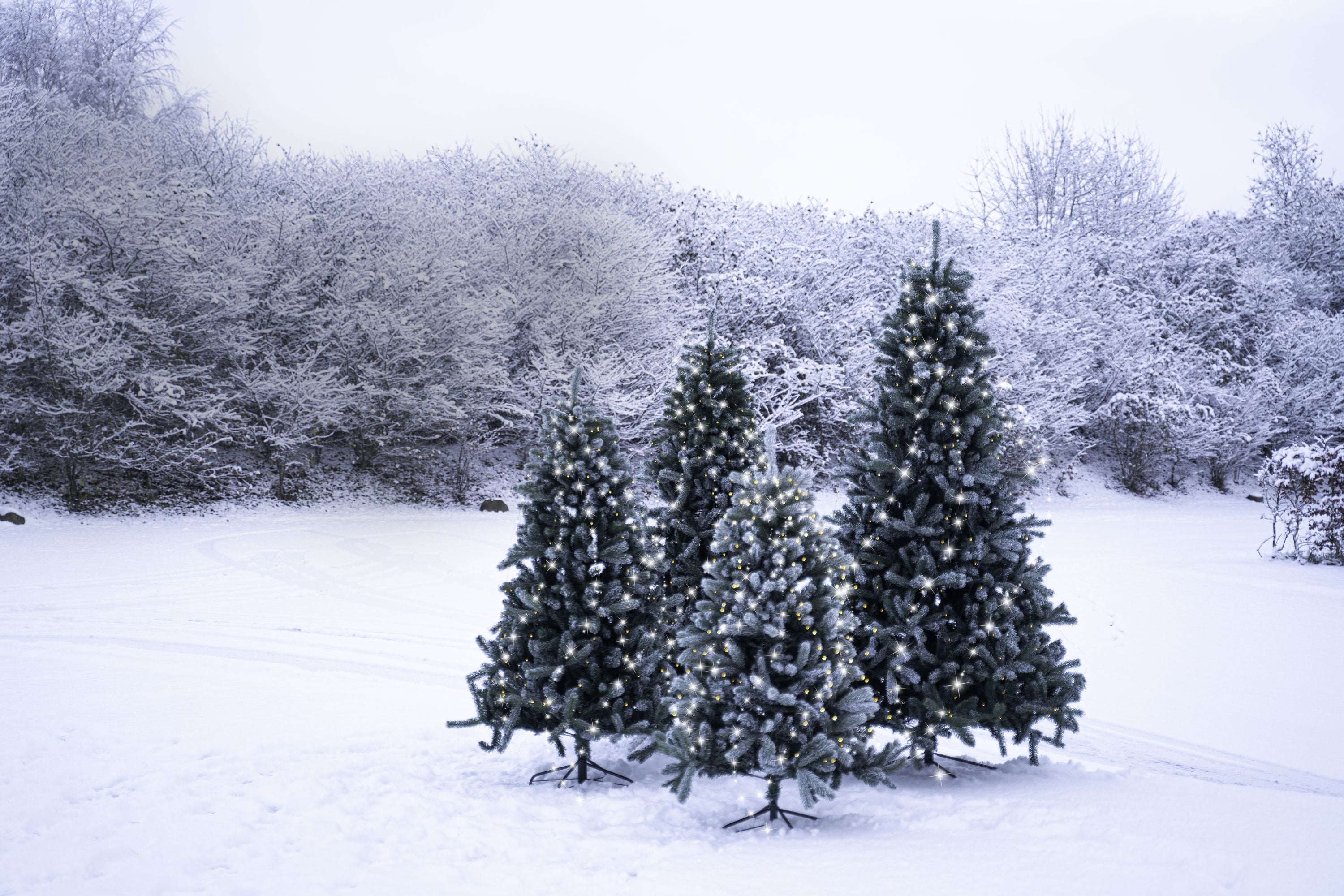 Sirius Anton Tree H2,4m+5m 312 Le Ds, Snow