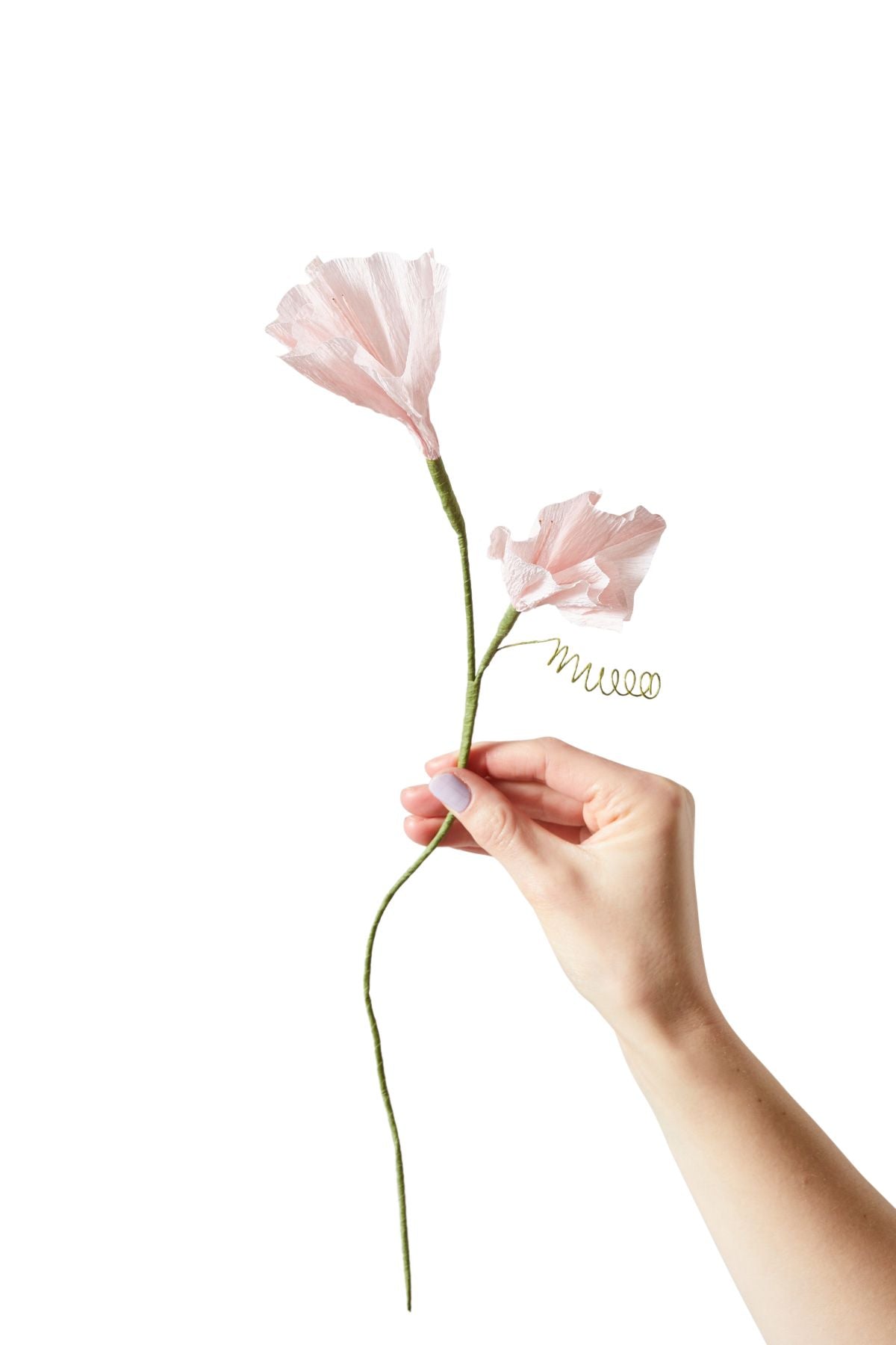 Studio sur le papier fleur de papier gloire du matin, rose
