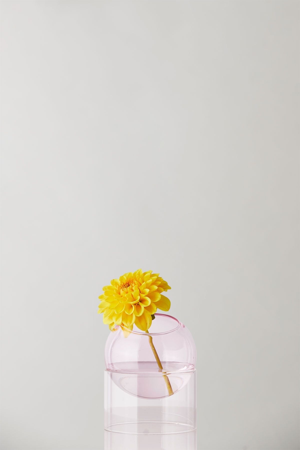 Studio sur le vase de bulles de plantes debout, rose