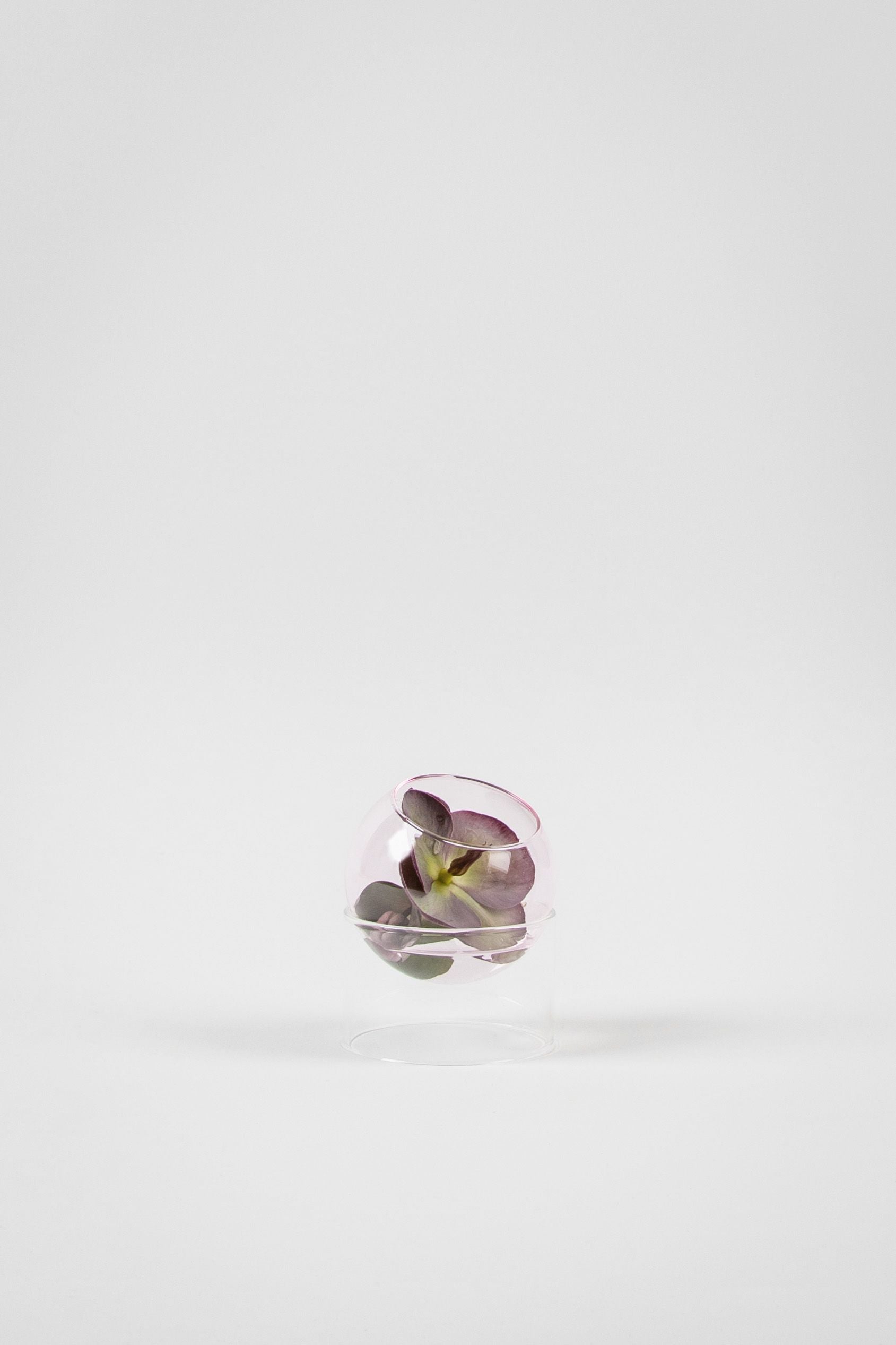 Studio sur le vase de bulles de plantes debout, rose
