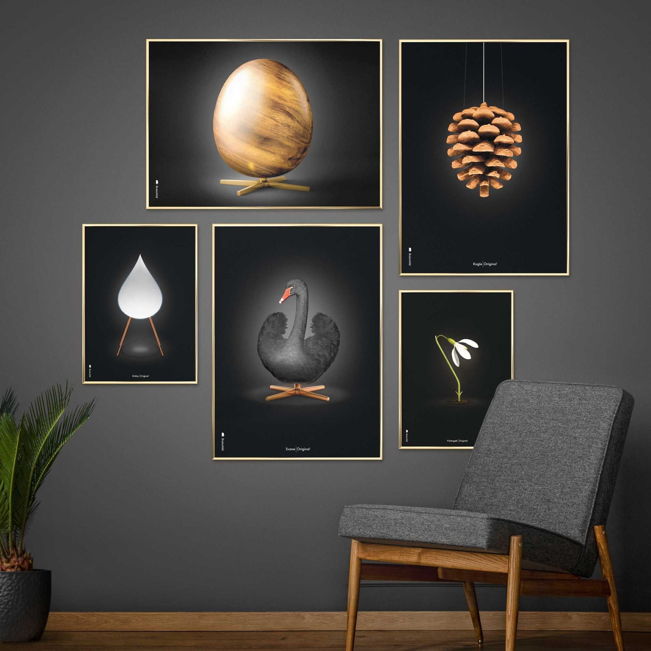 Brainchild Pine Cone Classic Poster, Brass Coloured Frame 30x40 Cm, Black Background