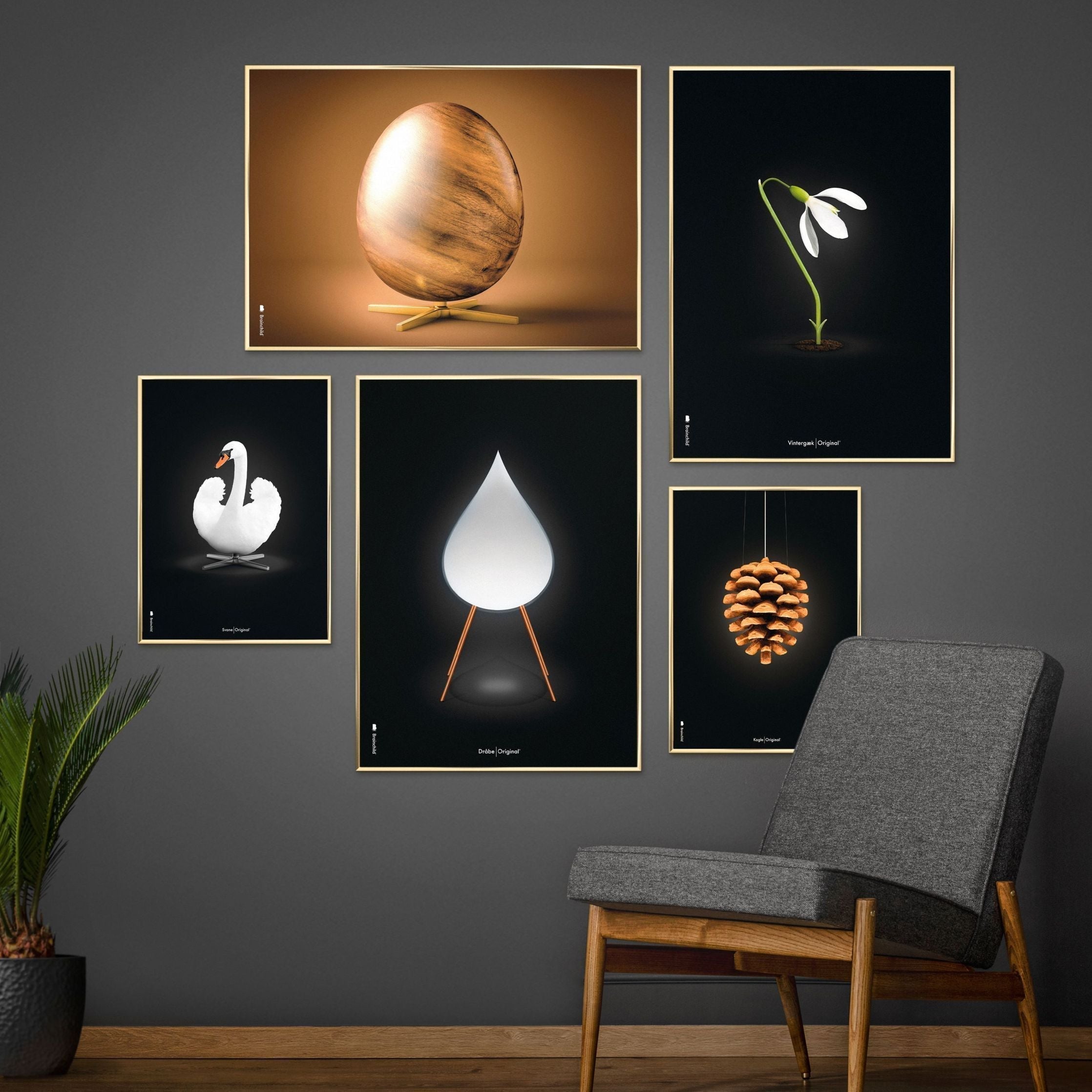 Brainchild Pine Cone Classic Poster, Brass Colored Frame 50x70 Cm, Black Background