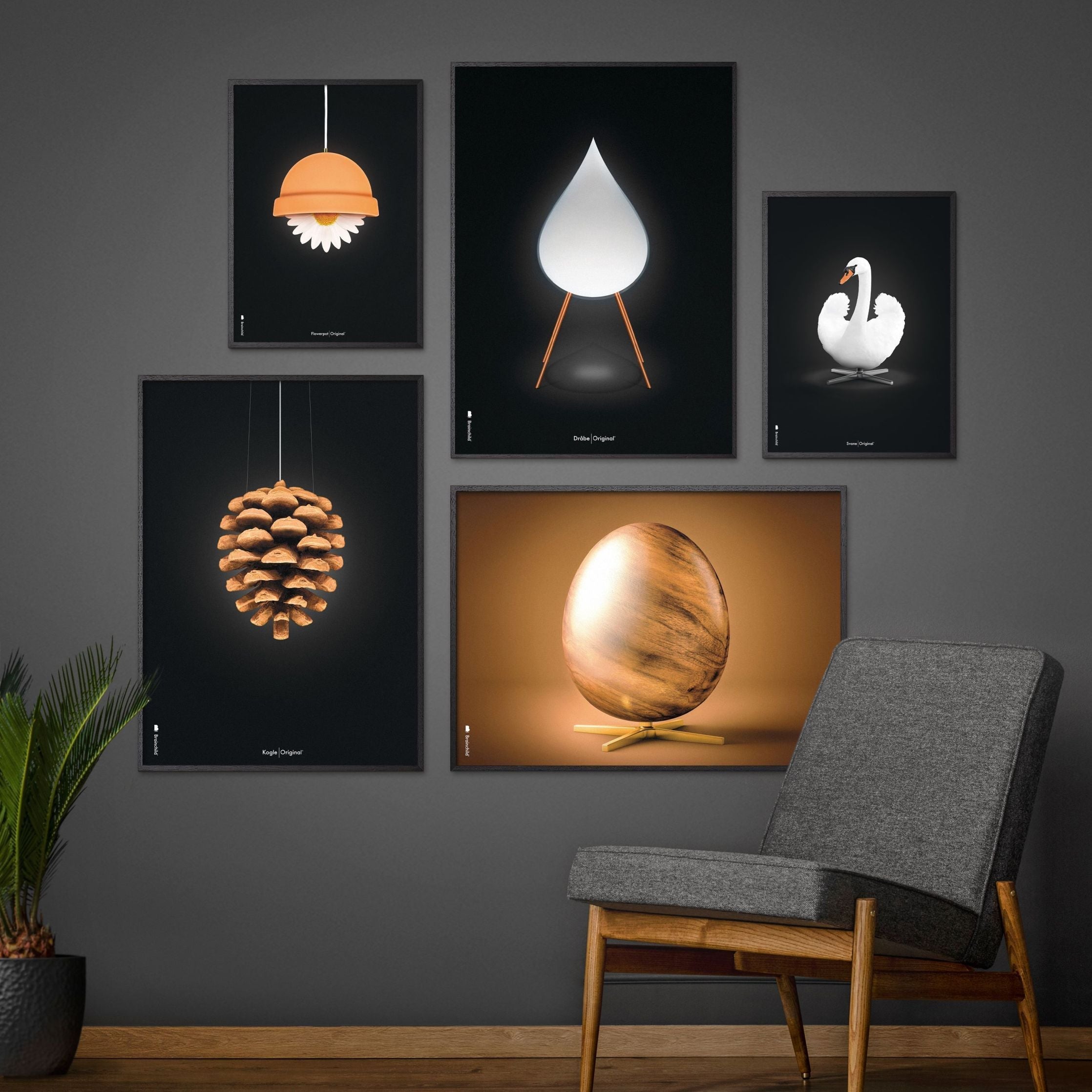 Brainchild Pine Cone Classic Poster, Frame Made Of Dark Wood 50x70 Cm, Black Background