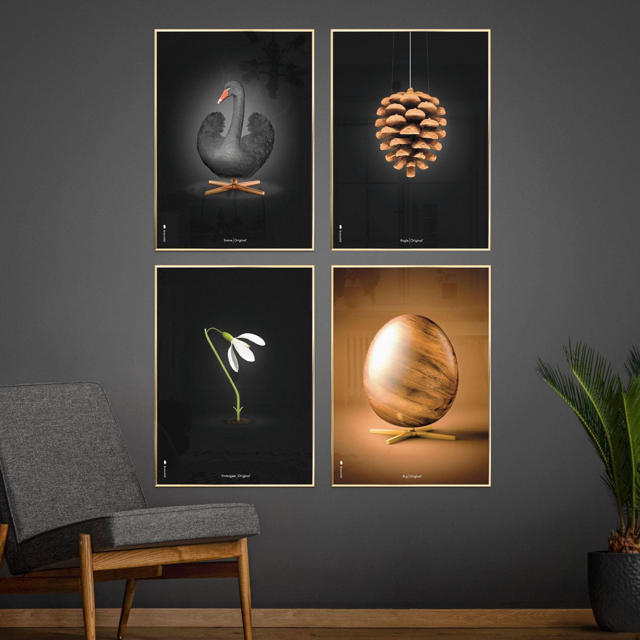 Brainchild Pine Cone Classic Poster, Frame Made Of Dark Wood 70x100 Cm, Black Background