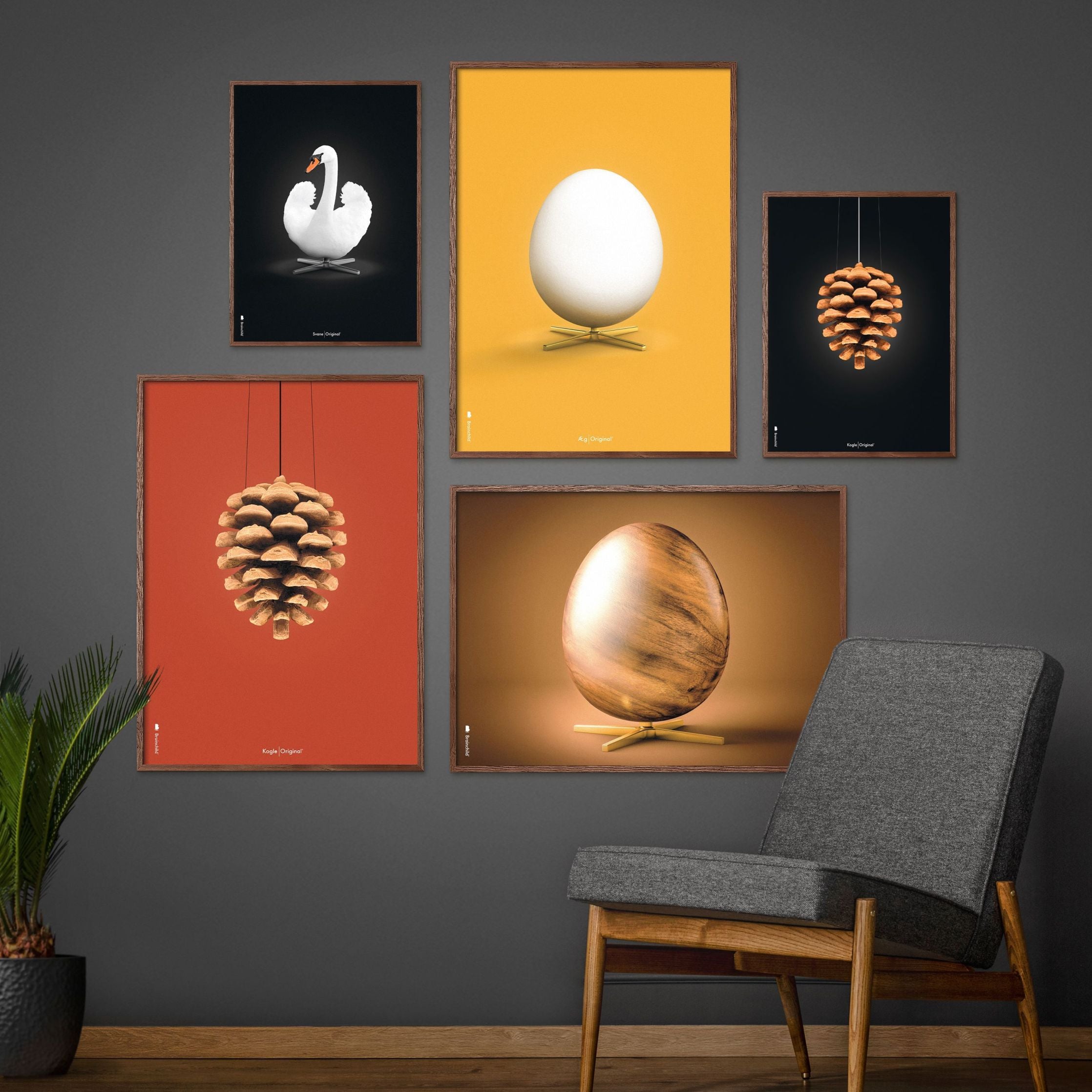 Brainchild Pine Cone Classic Poster, Frame Made Of Dark Wood 70x100 Cm, Black Background