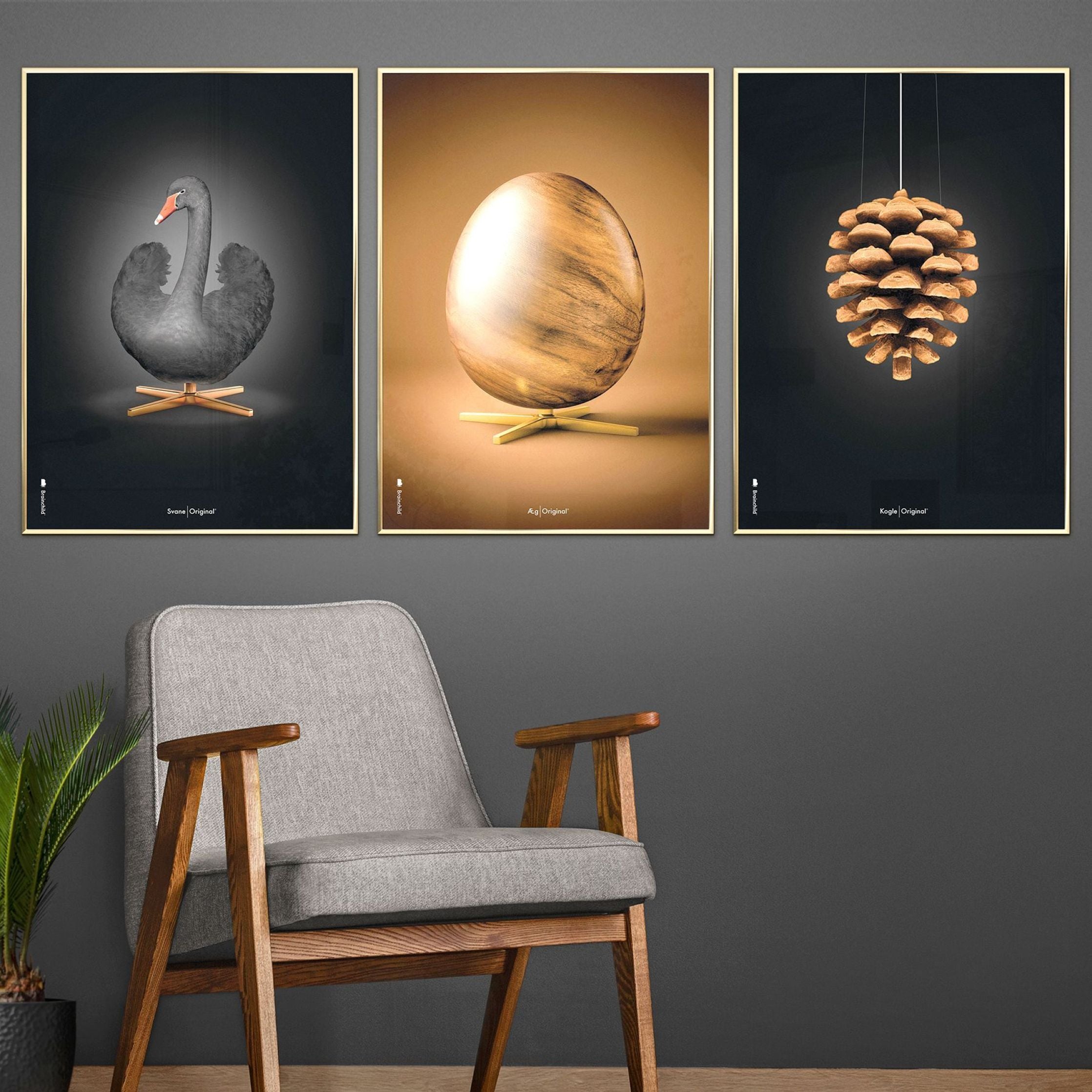 Brainchild Pine Cone Classic Poster, Frame Made Of Dark Wood 70x100 Cm, Black Background