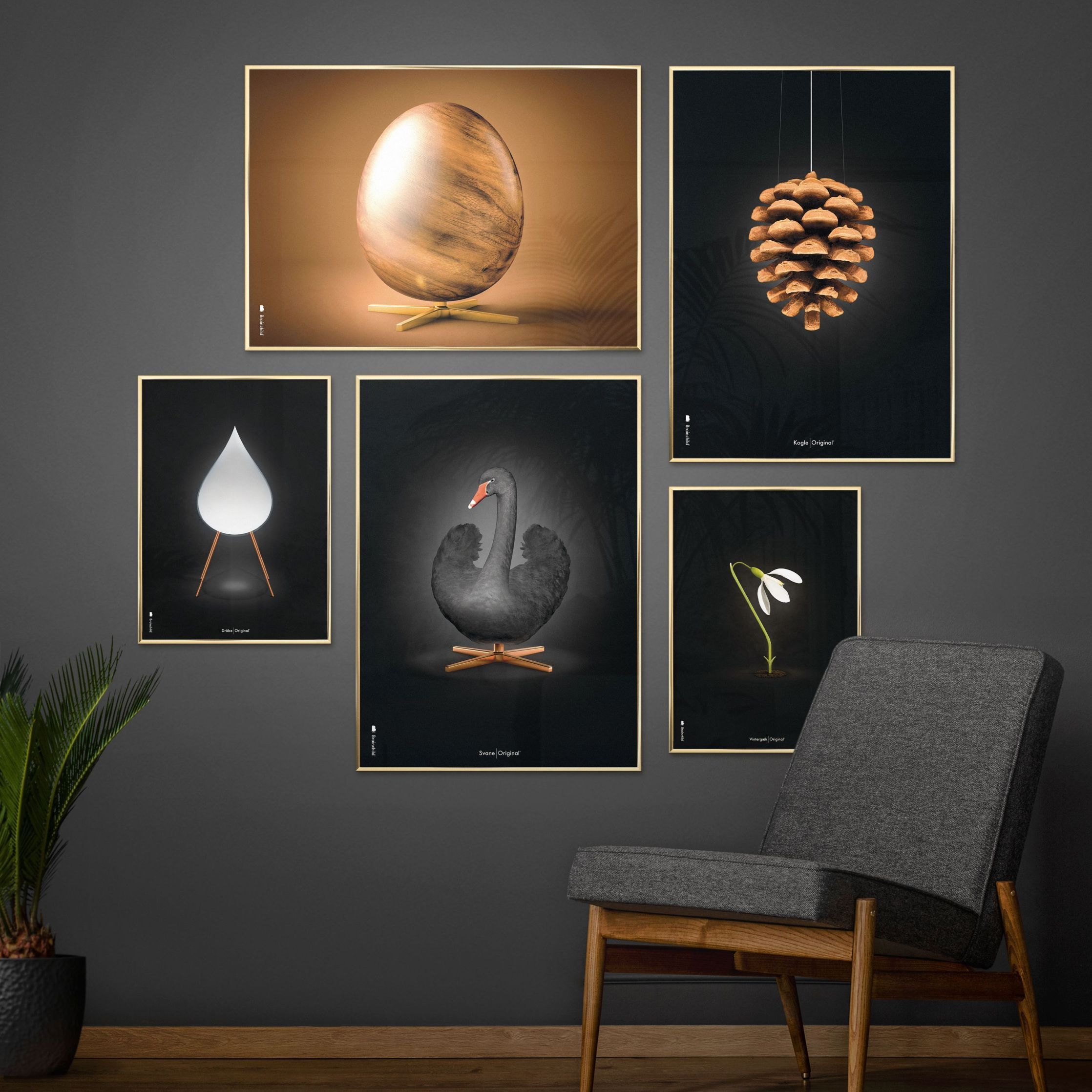 Brainchild Pine Cone Classic Poster, Frame Made Of Dark Wood 70x100 Cm, Black Background