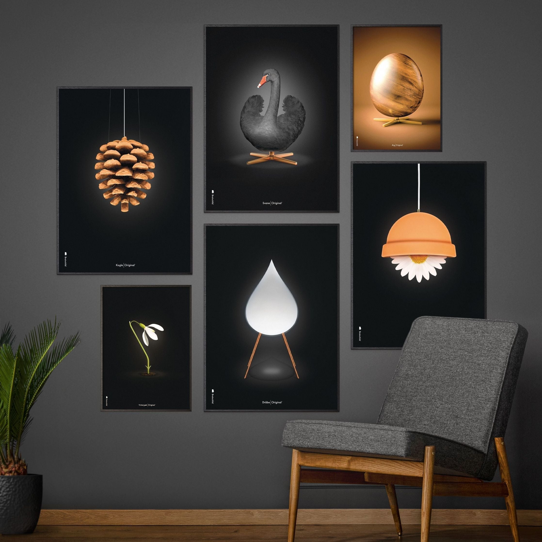 Brainchild Pine Cone Classic Poster, Frame Made Of Dark Wood 70x100 Cm, Black Background