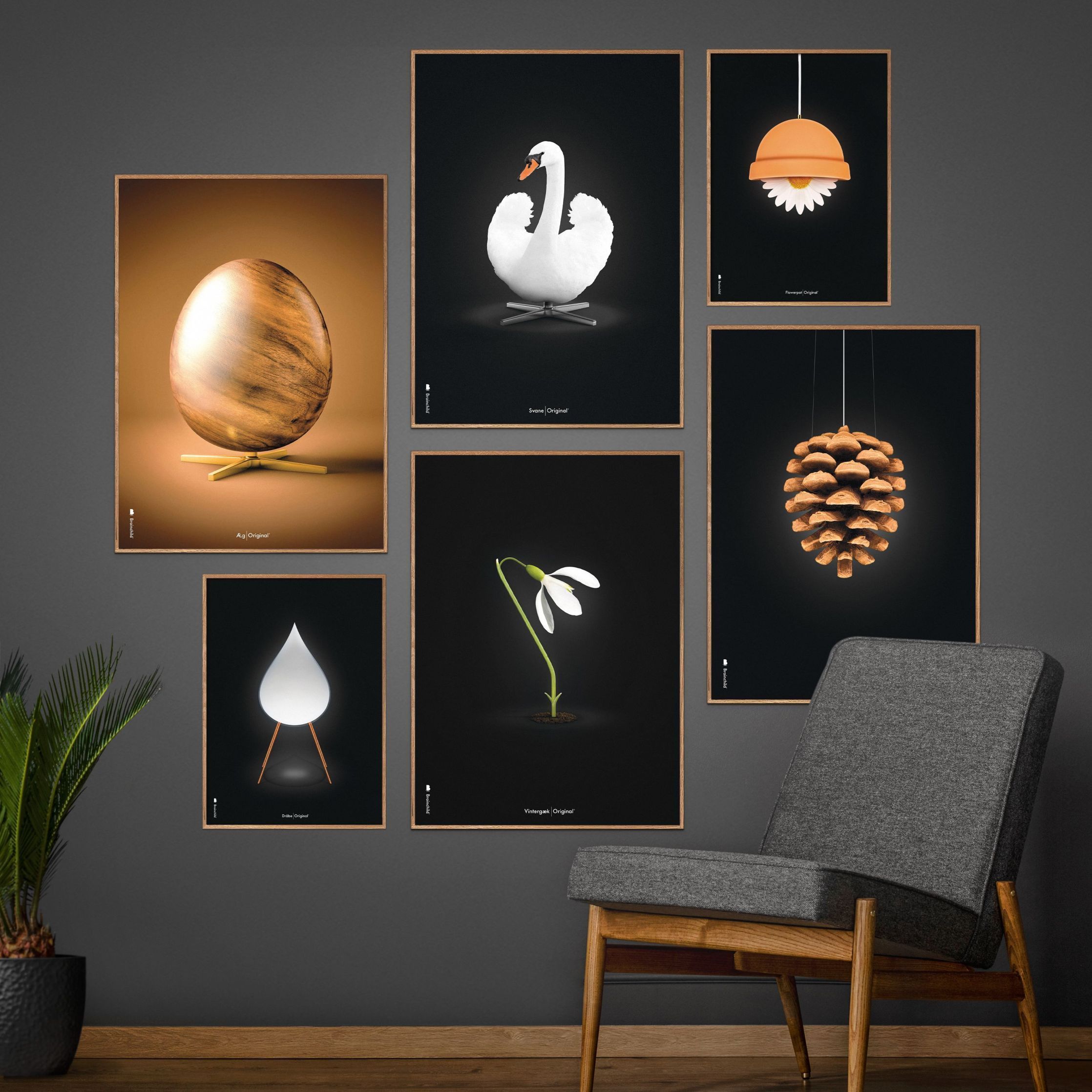 Brainchild Pine Cone Classic Poster, Frame Made Of Dark Wood 70x100 Cm, Black Background