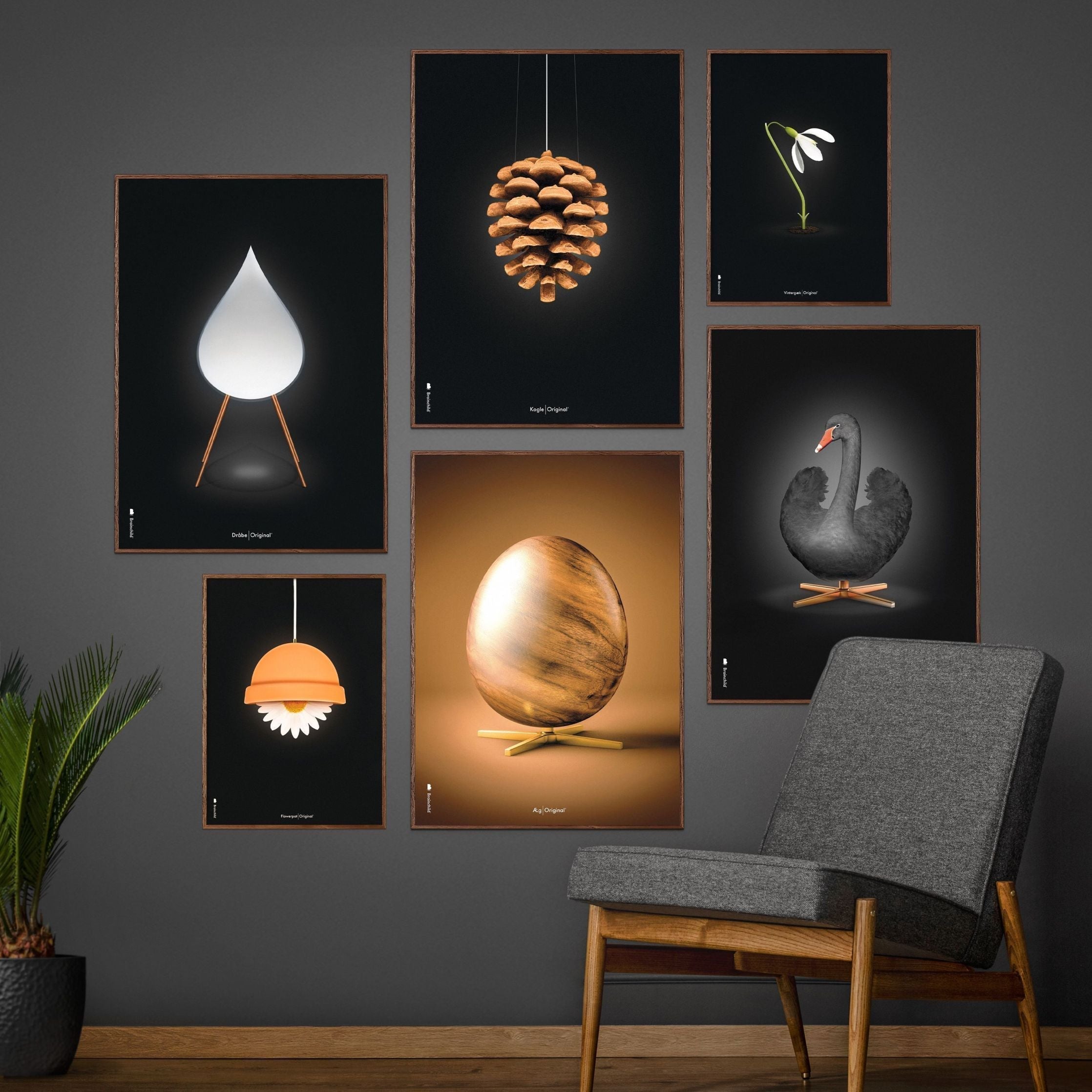 Brainchild Pine Cone Classic Poster, Frame Made Of Dark Wood 70x100 Cm, Black Background