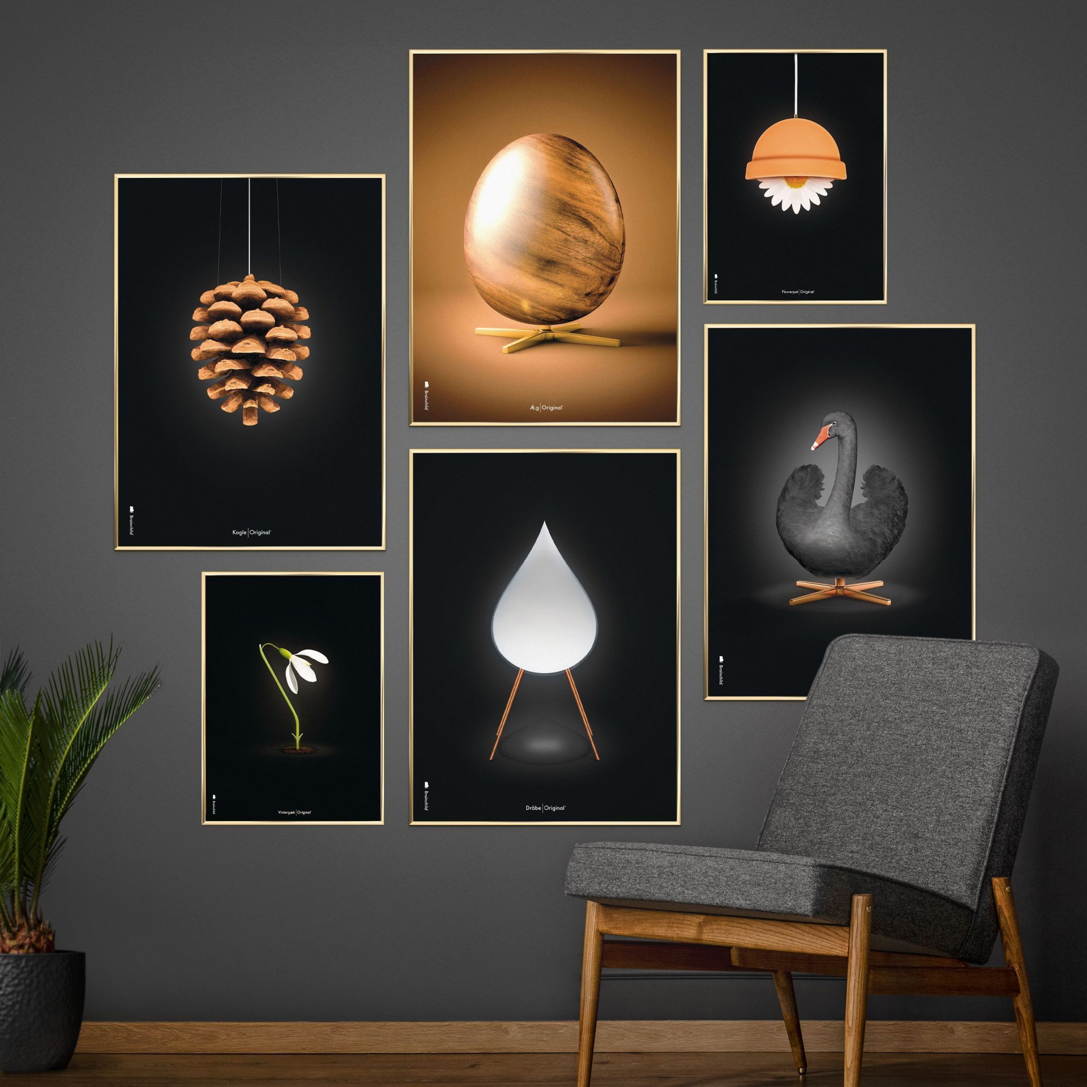 Brainchild Pine Cone Classic Poster, Frame Made Of Dark Wood 70x100 Cm, Black Background