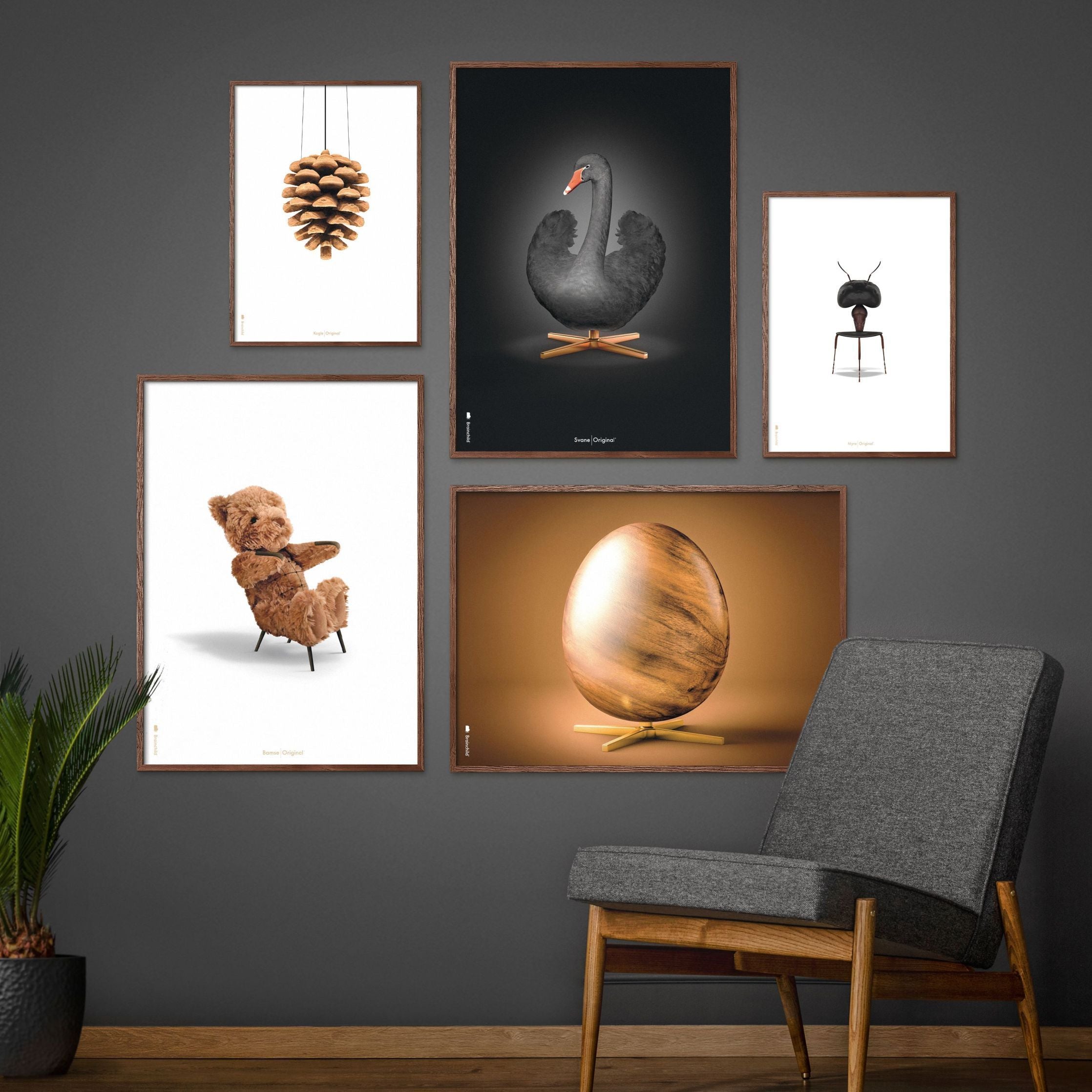 Brainchild Pine Cone Classic Poster, Frame Made Of Dark Wood 70x100 Cm, White Background