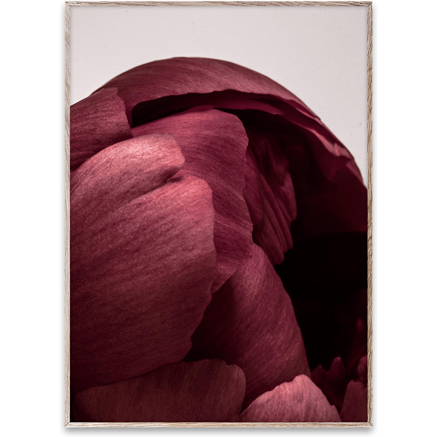 Paper Collective Peonia 01 Affiche, 50x70 cm