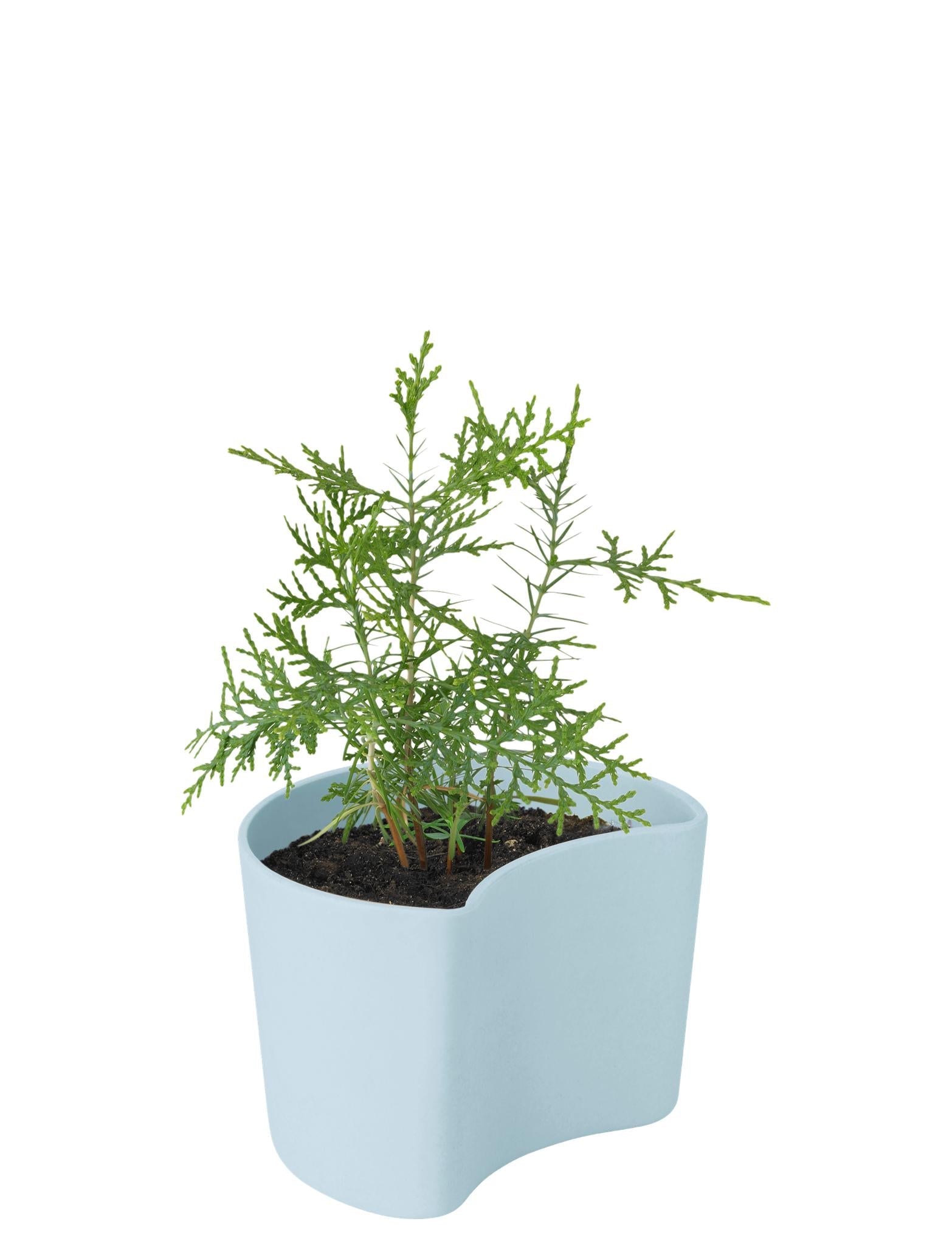 Gréement tig vos pots de fleurs d'arbre avec des graines, bleu